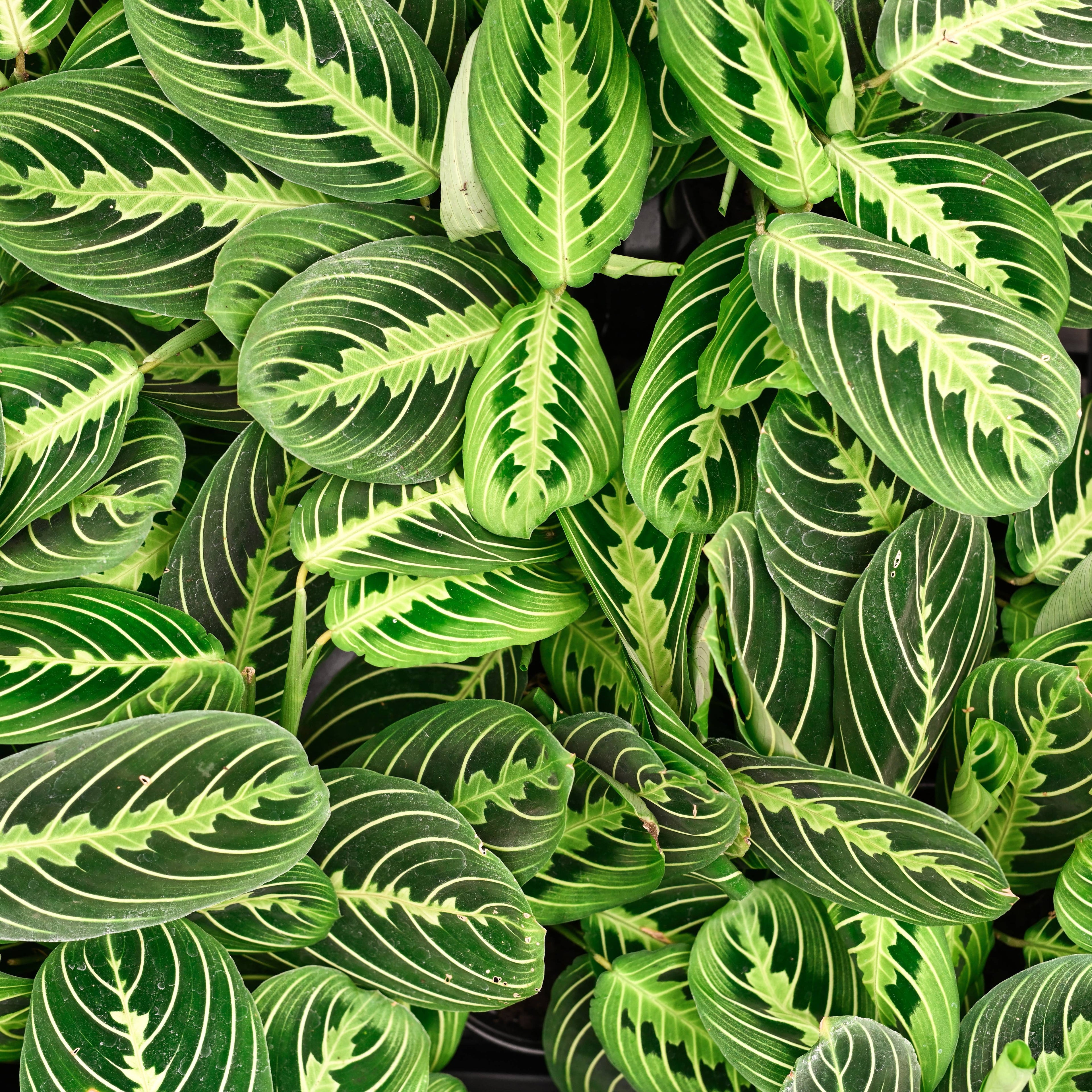 Live Plant Lemon Lime Prayer Plant -  4" Pot