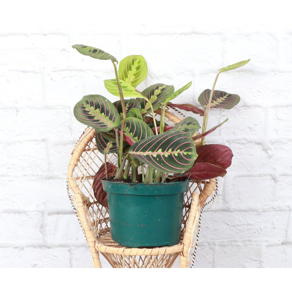 Live Plant | Red Prayer Plant -  4" Pot