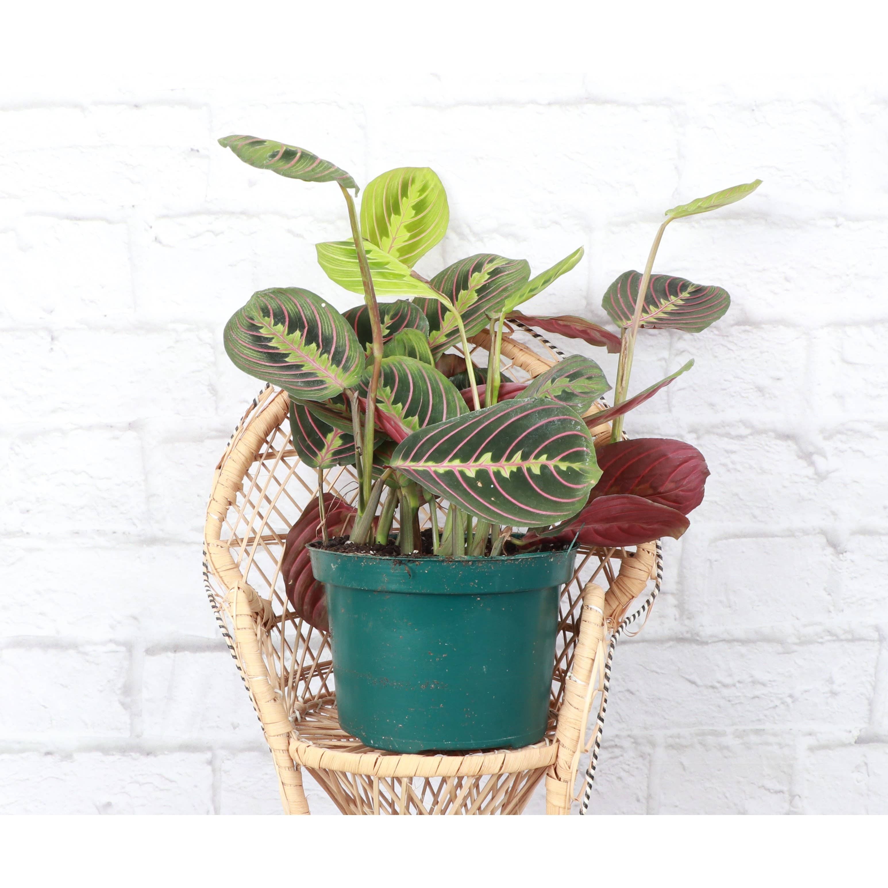 Live Plant | Red Prayer Plant -  4" Pot