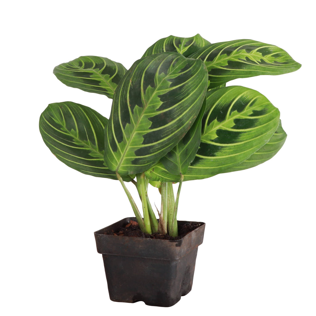 Live Plant Lemon Lime Prayer Plant -  4" Pot