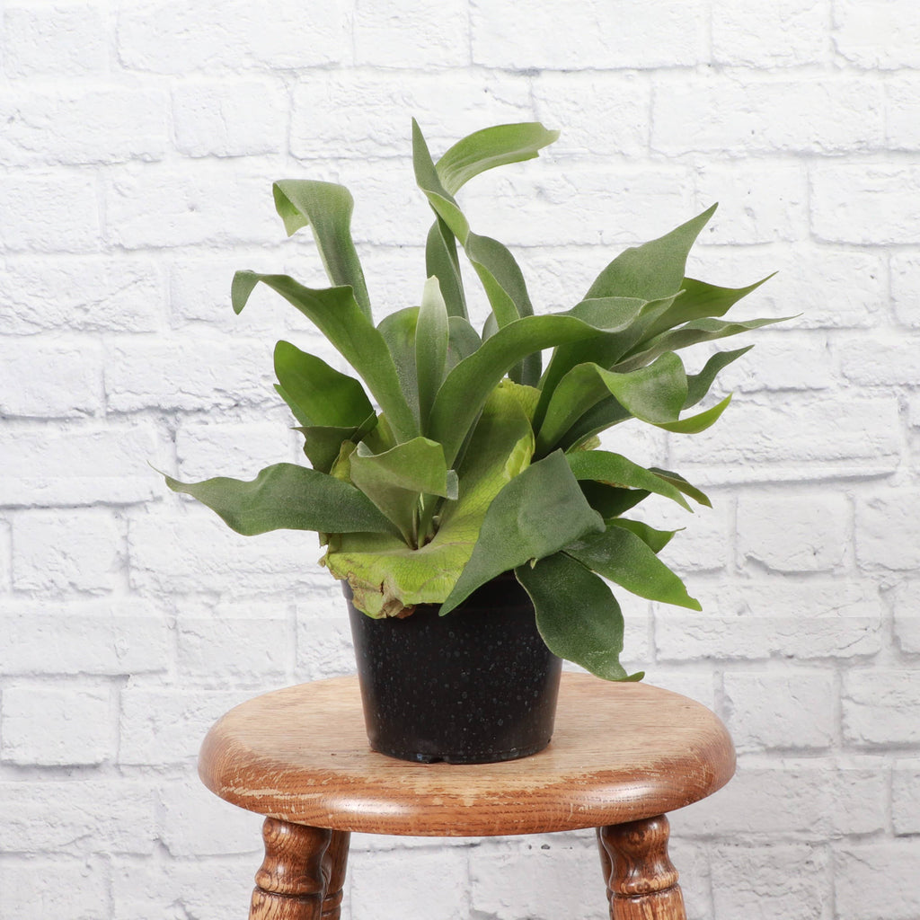 Live Plant | Staghorn Fern - 6" Pot