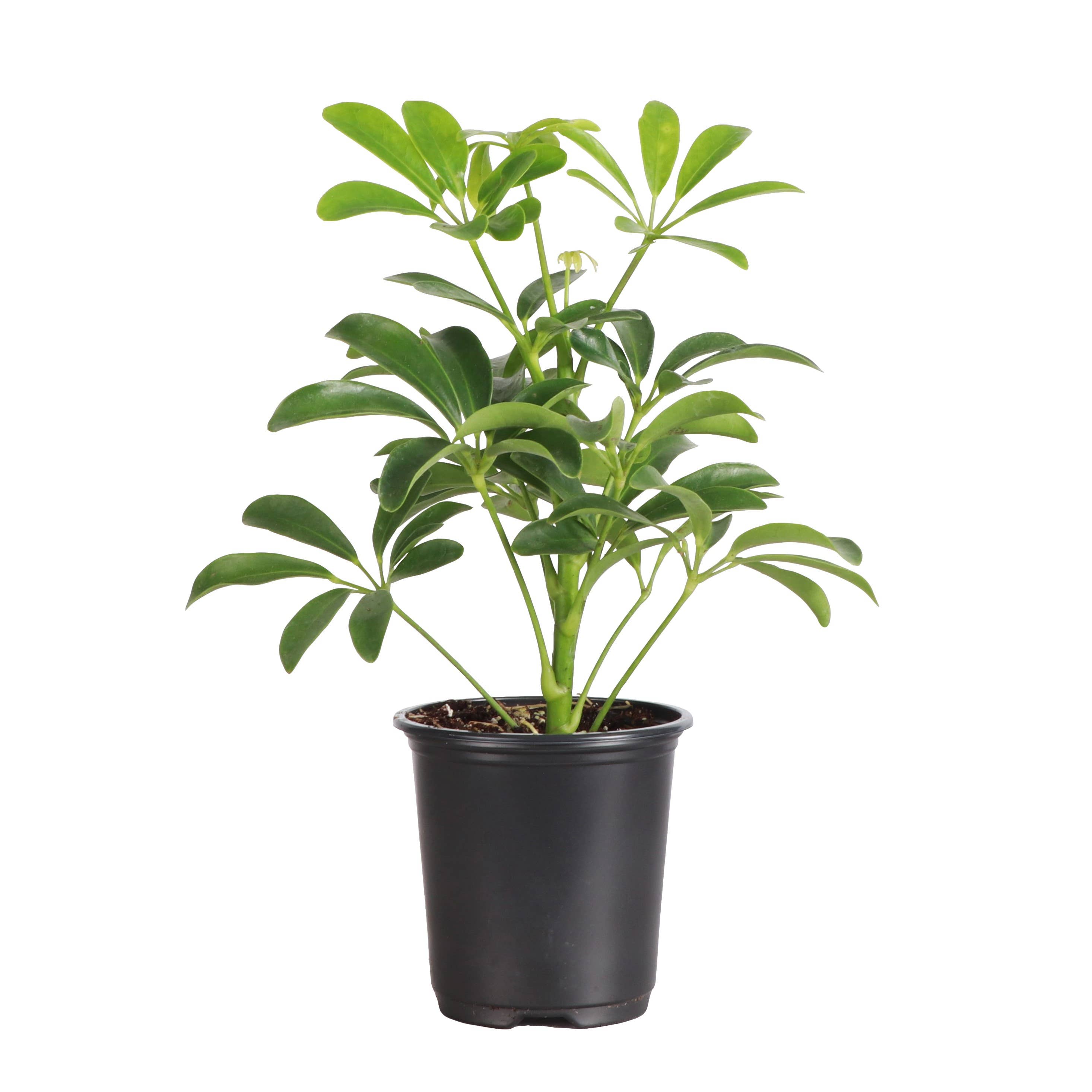 鉢・プランター Umbrella Tree Pot DIABOLOS Live Plant | Umbrella Tree - 3