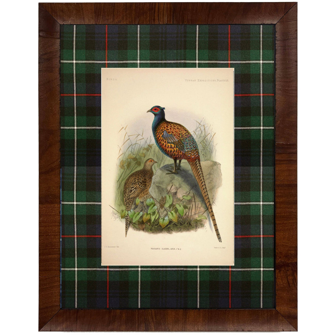 Vintage Pheasant Painting