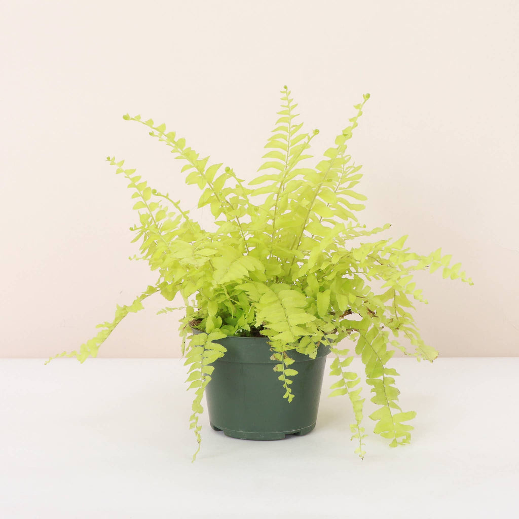 Live Plant | Rita's Gold Boston Fern - 4" Pot