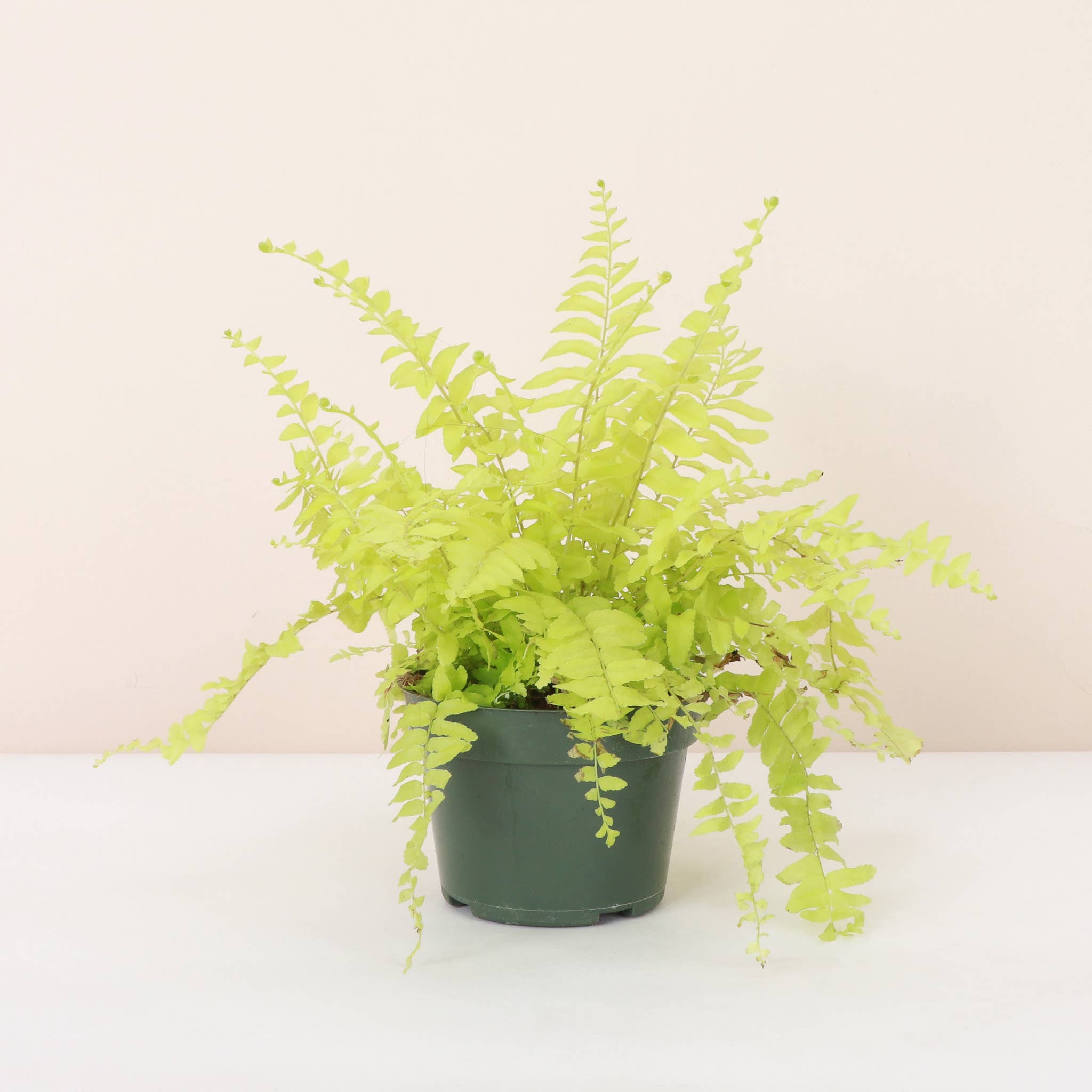 Live Plant | Rita's Gold Boston Fern - 4" Pot