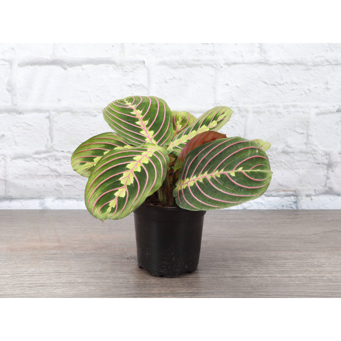 Live Plant | Red Prayer Plant -  4" Pot