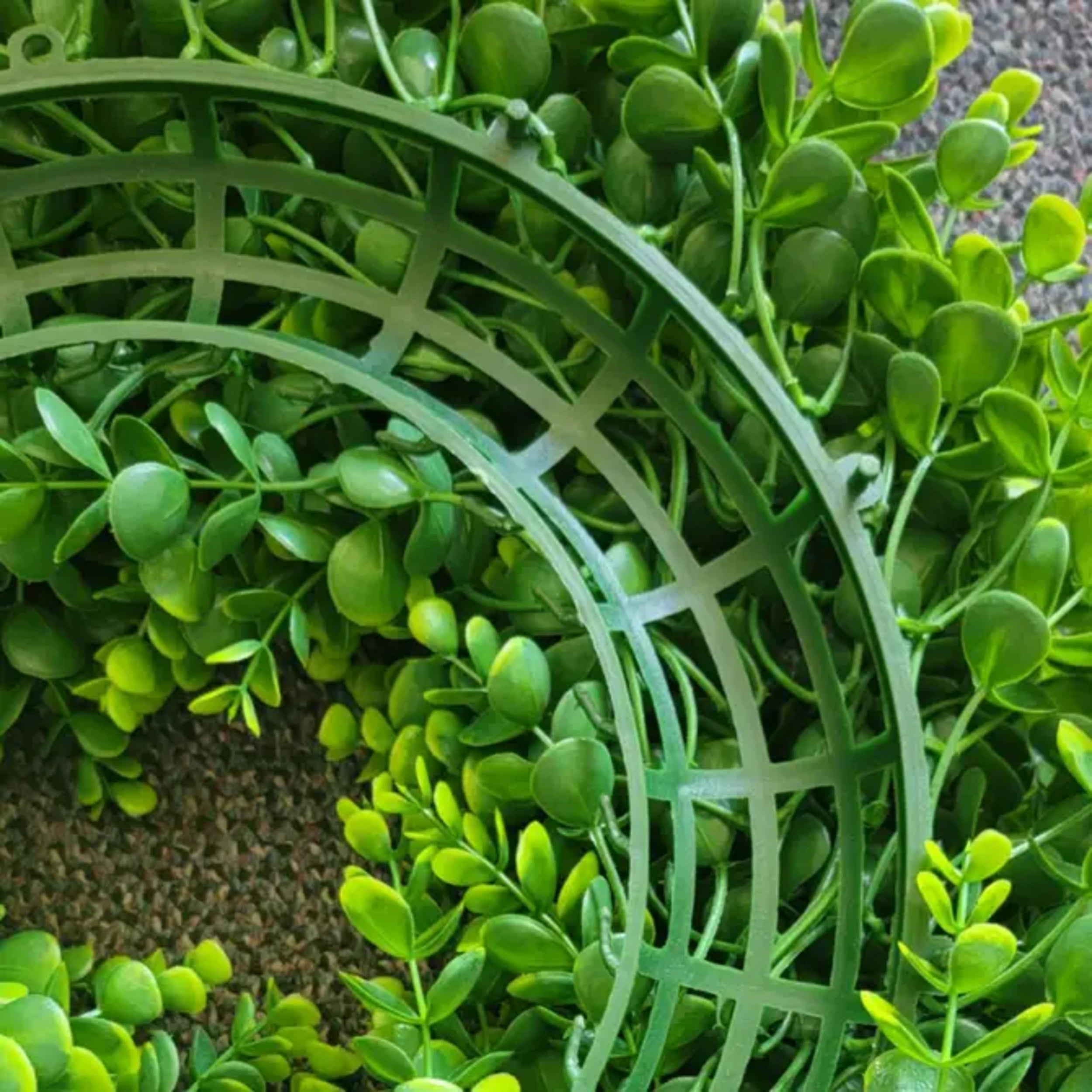 Boxwood Wreath | 22"