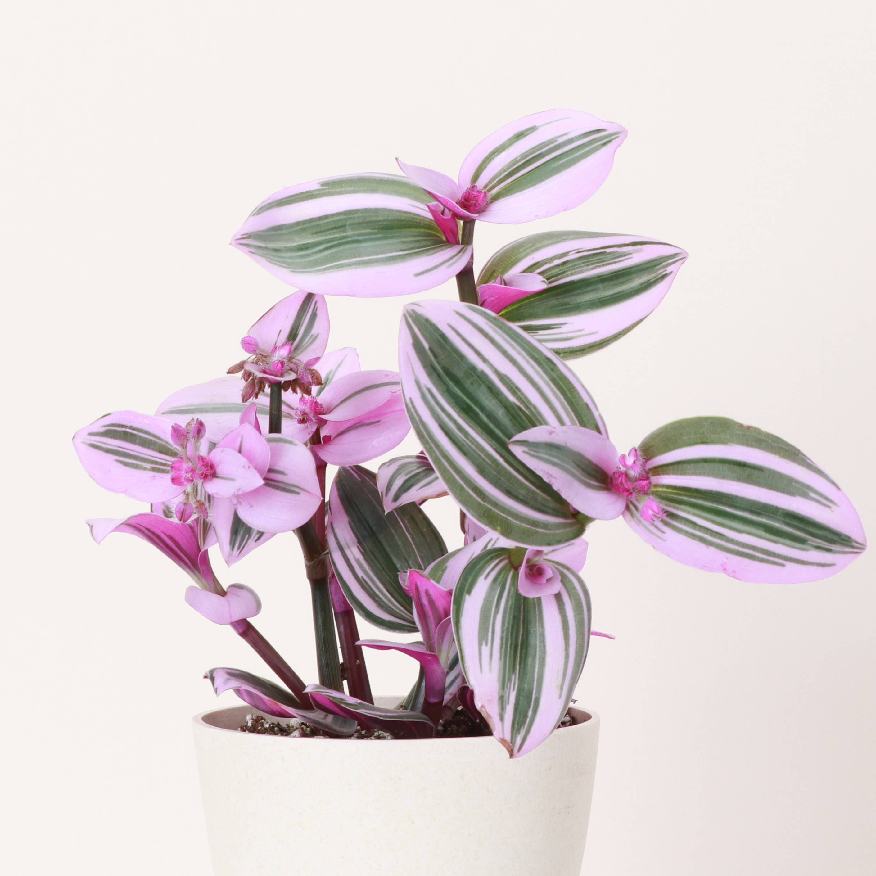 Live Plant | Tradescantia Nanouk - 4" Pot