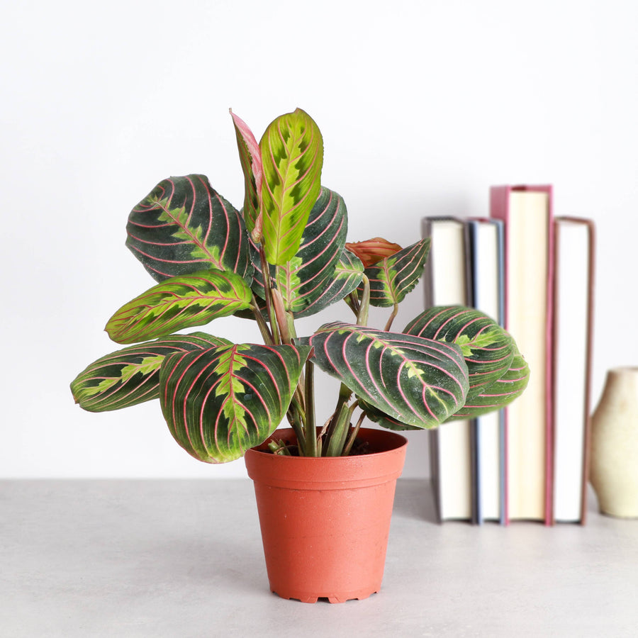 Live Plant | Red Prayer Plant -  4" Pot