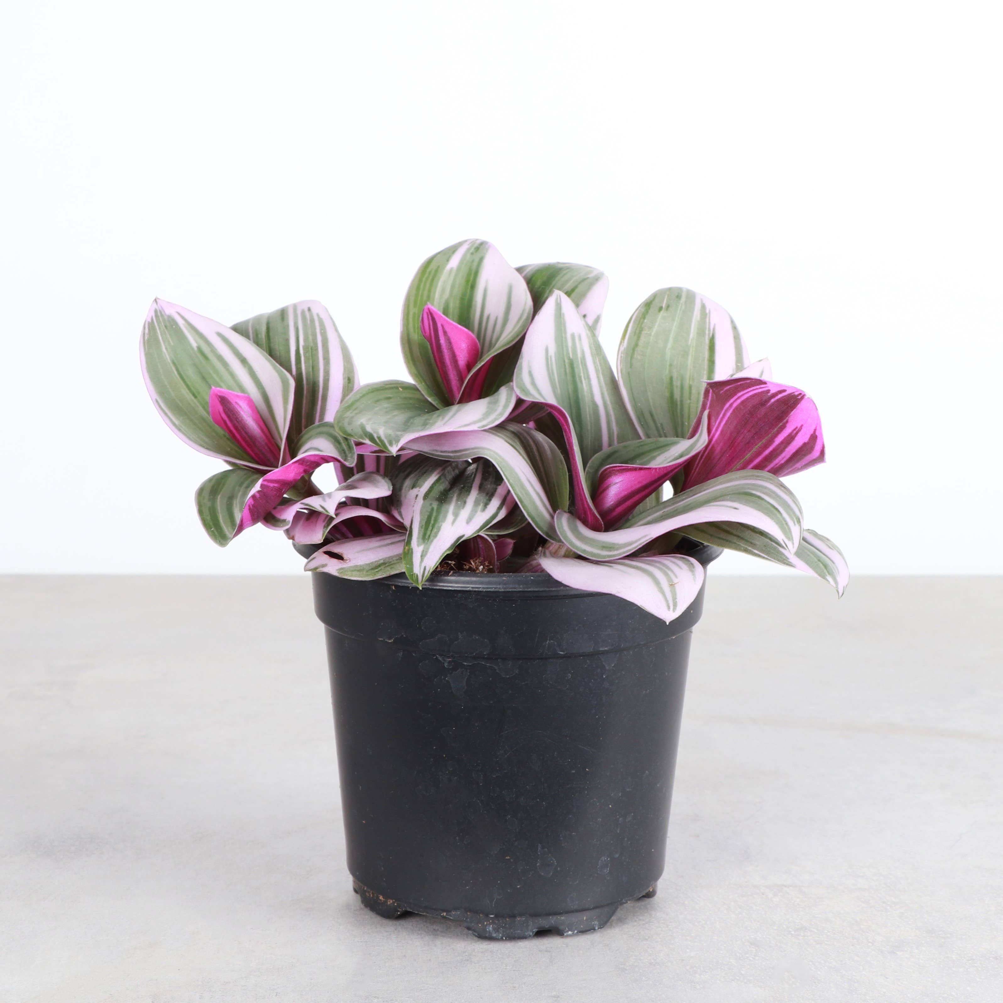 Live Plant | Tradescantia Nanouk - 4" Pot