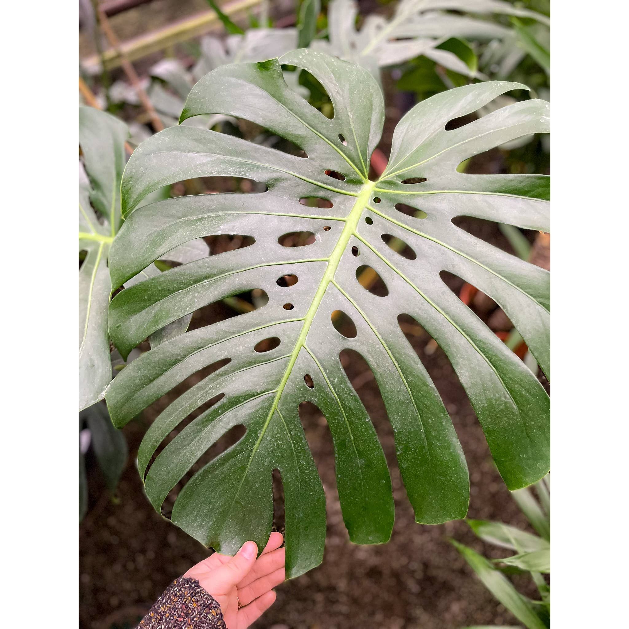 Live Plant | Monstera Deliciosa (Swiss Cheese Plant) - 4" Pot