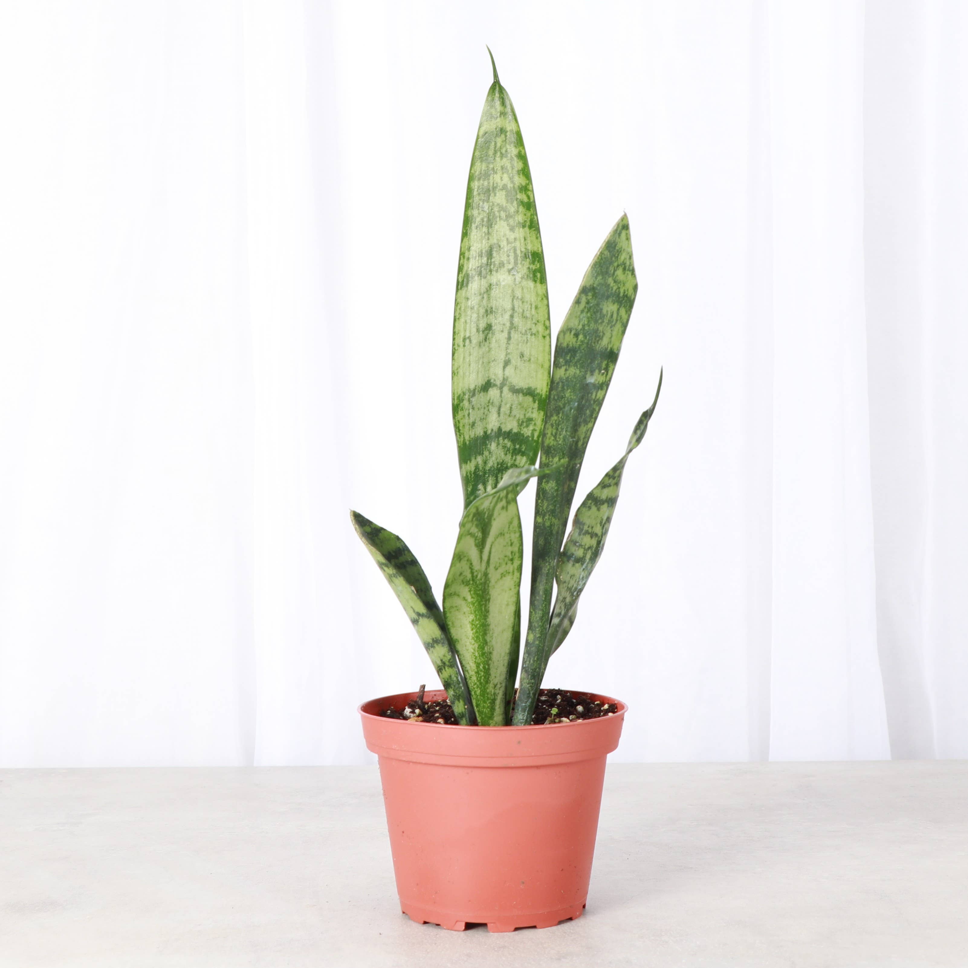 Live Plant | Snake Plant 'Zeylancia - 3" Pot