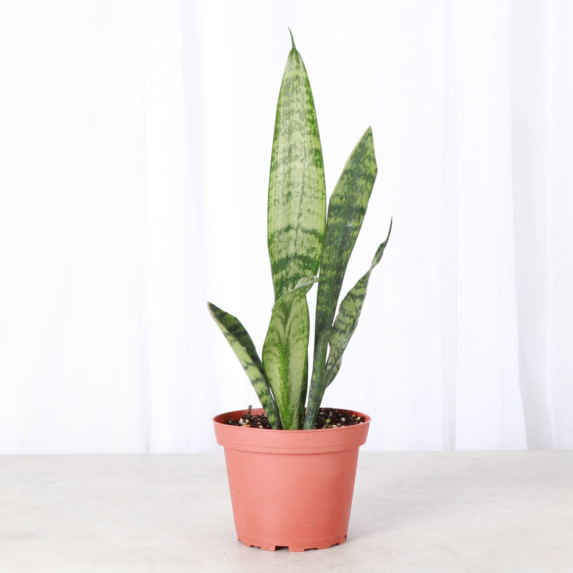Live Plant | Snake Plant 'Zeylancia - 4" Pot