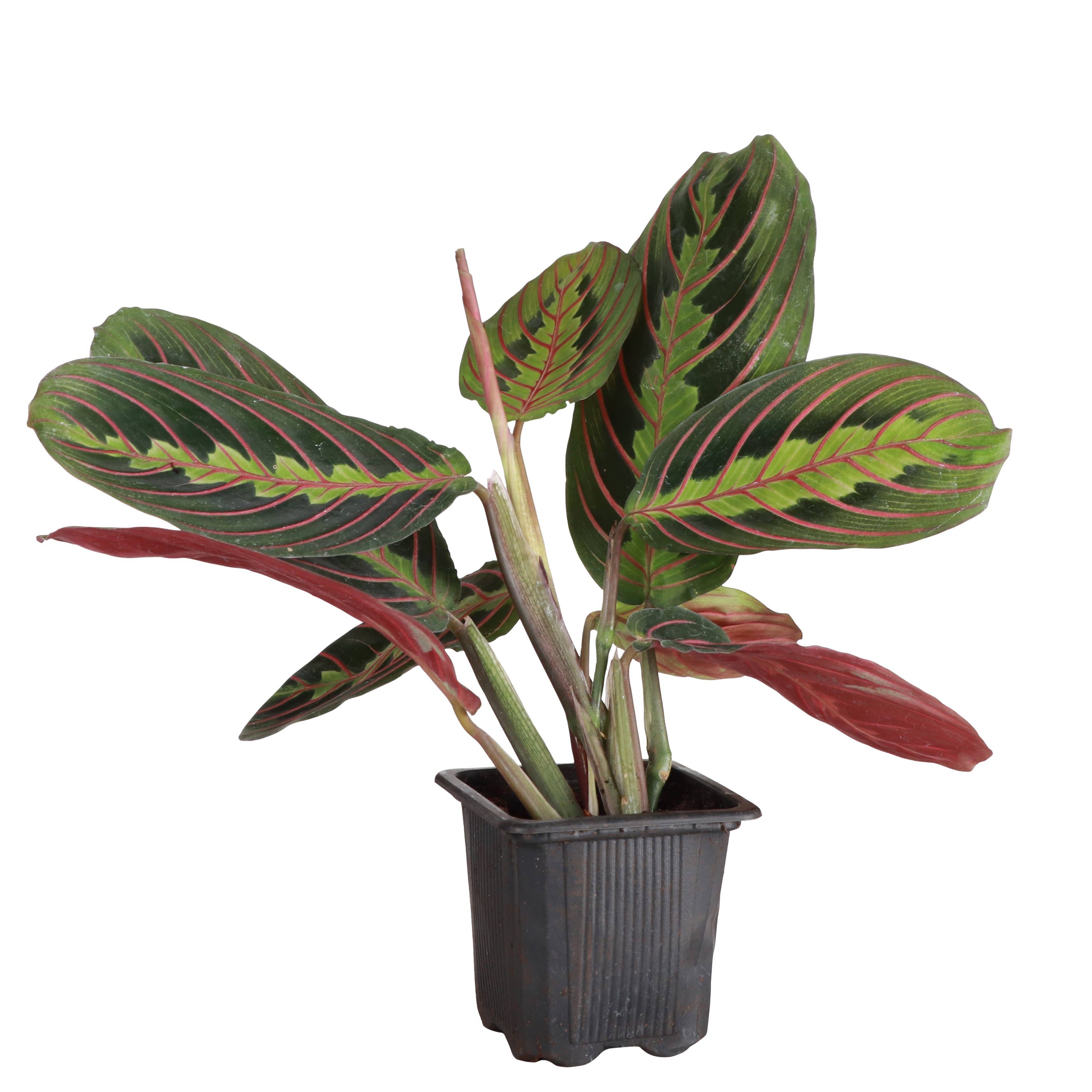 Live Plant | Red Prayer Plant -  4" Pot