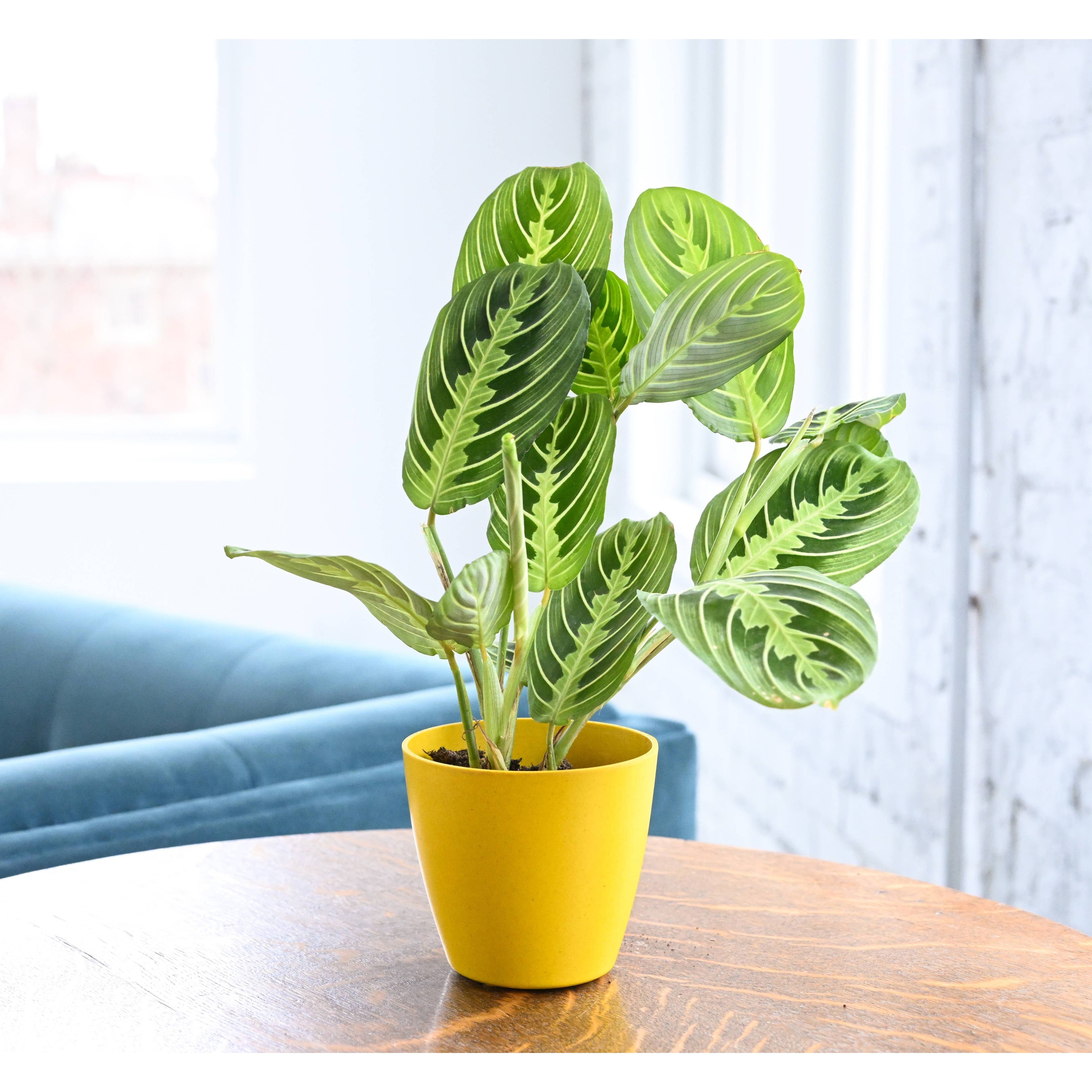 Live Plant Lemon Lime Prayer Plant -  4" Pot