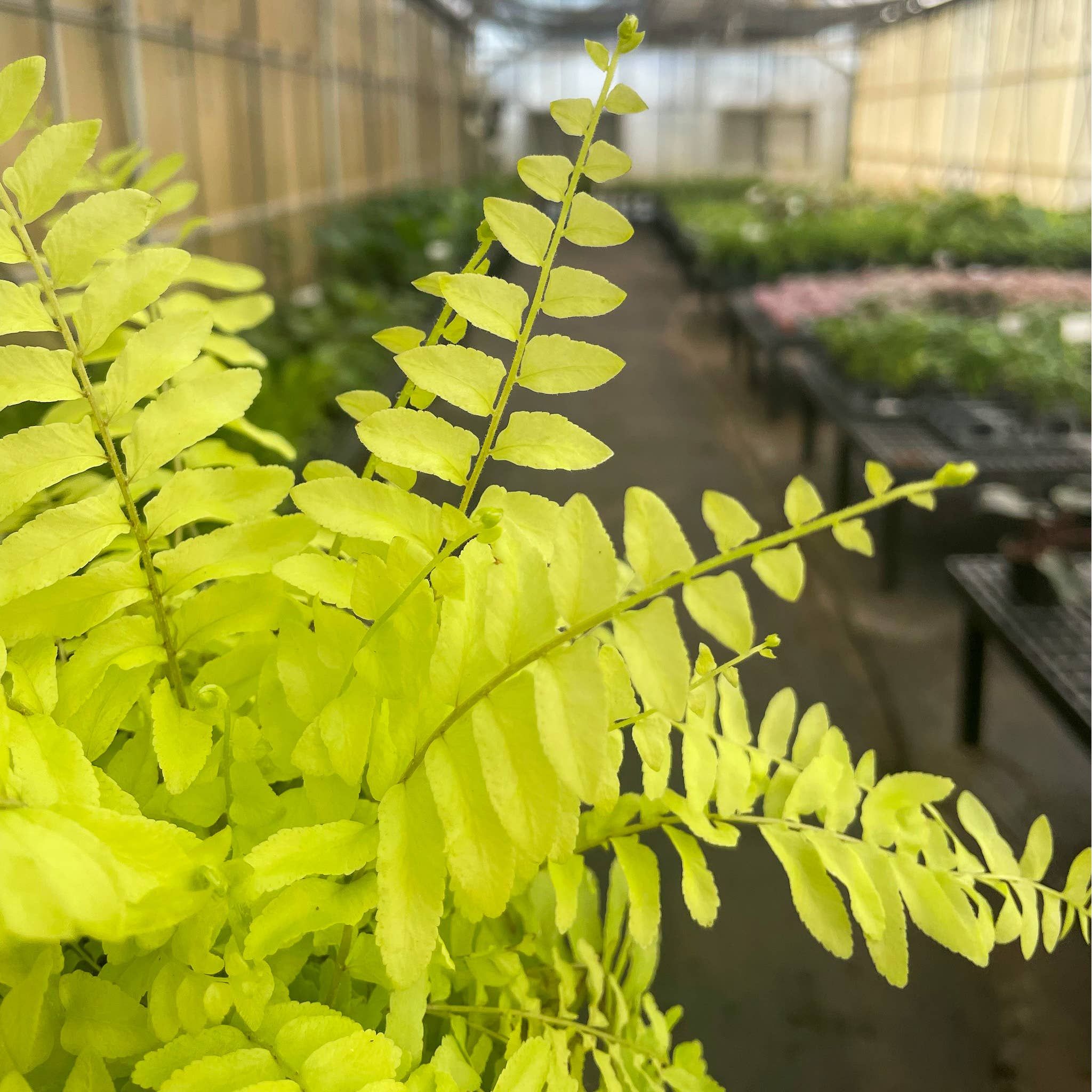 Live Plant | Rita's Gold Boston Fern - 4" Pot