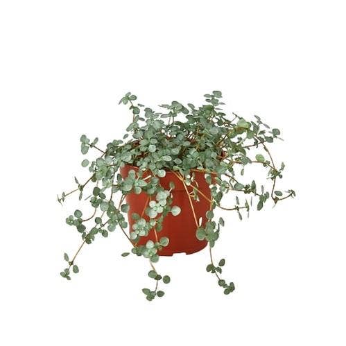 Live Plant | Nettle "Silver Sparkle" | 4"