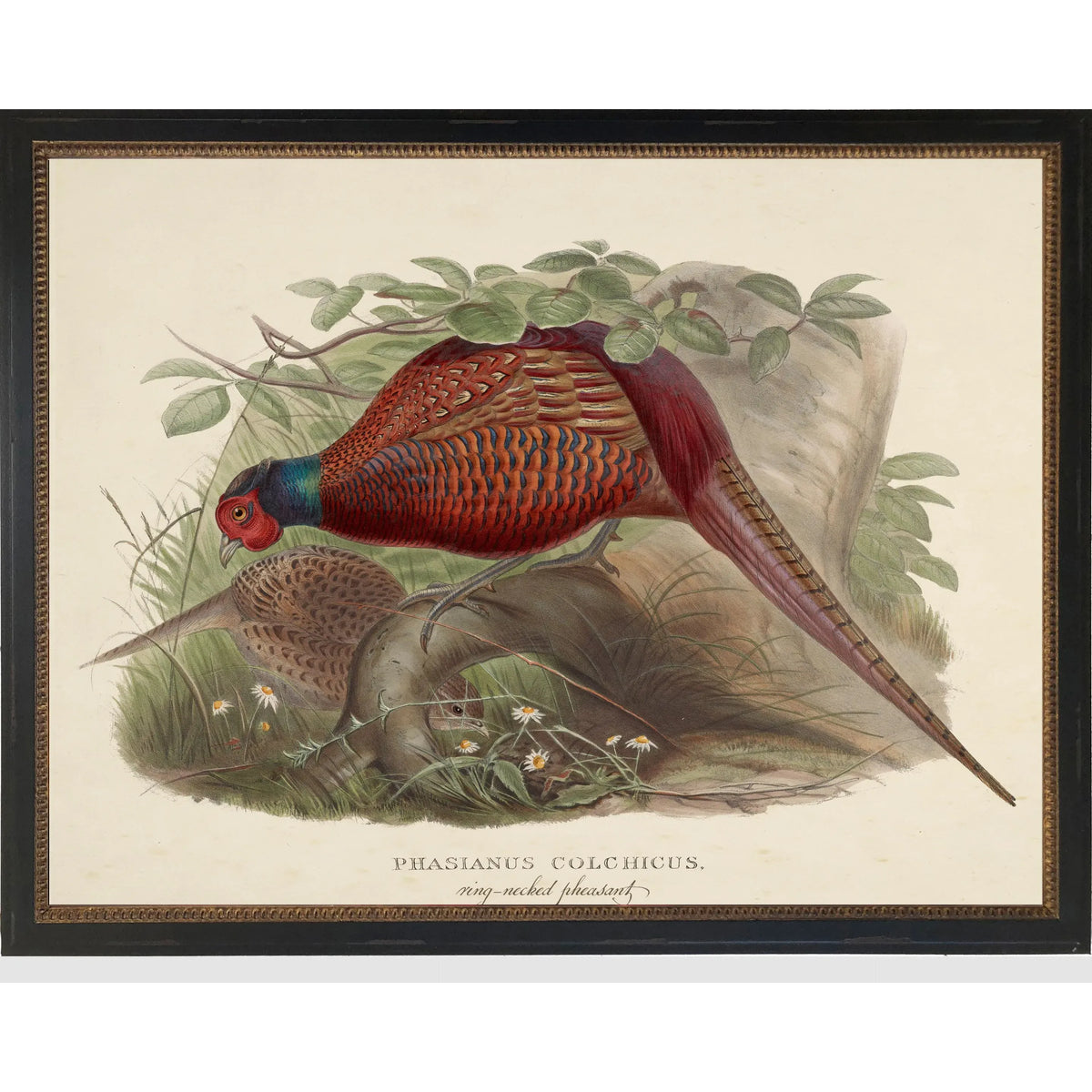 Vintage Pheasant Bookplate