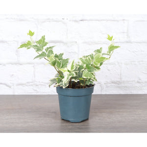 Live Plant | English Ivy - 4" Pot
