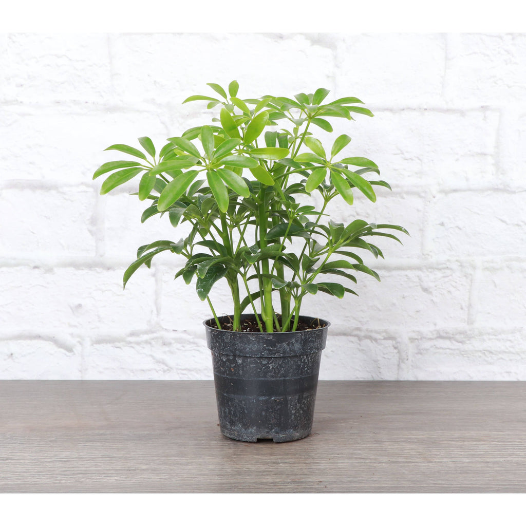 Live Plant | Umbrella Tree -  3" Pot