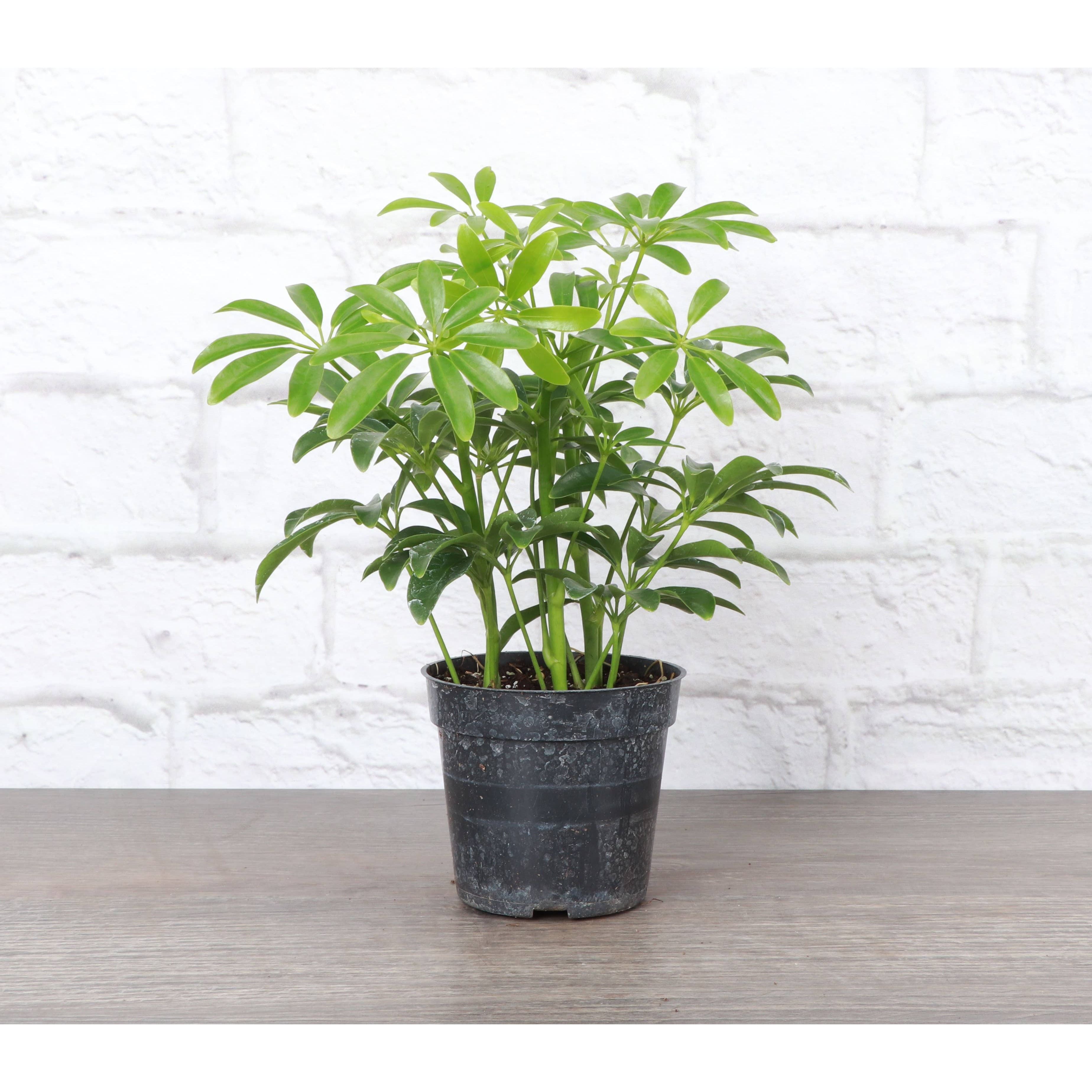 Live Plant | Umbrella Tree -  3" Pot
