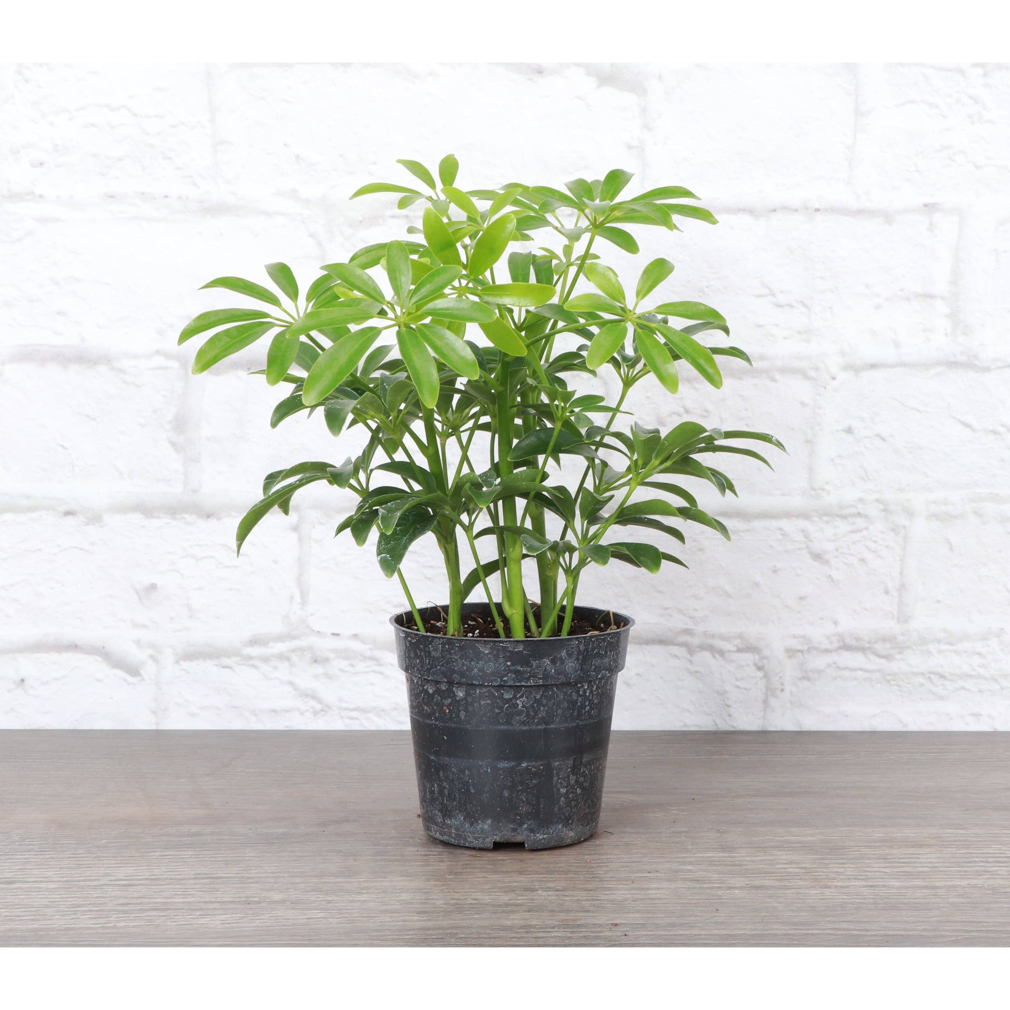 Live Plant | Umbrella Tree -  4" Pot