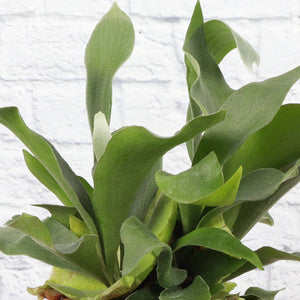 Live Plant | Staghorn Fern - 6" Pot