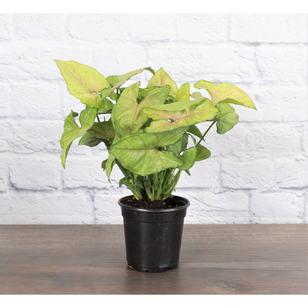 Live Plant | Asst. Butterfly Syngonium - 3" Pot