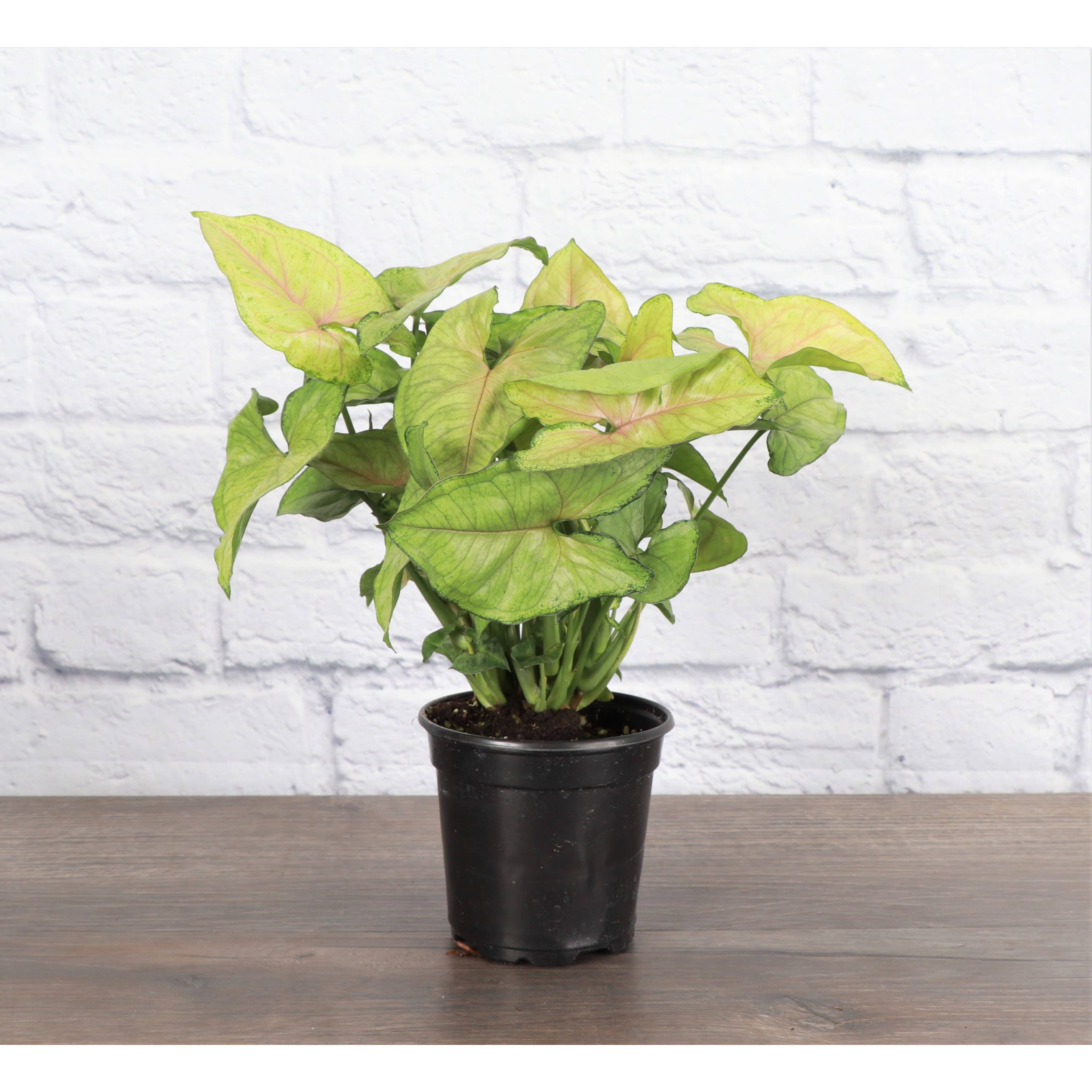 Live Plant | Asst. Butterfly Syngonium - 3" Pot