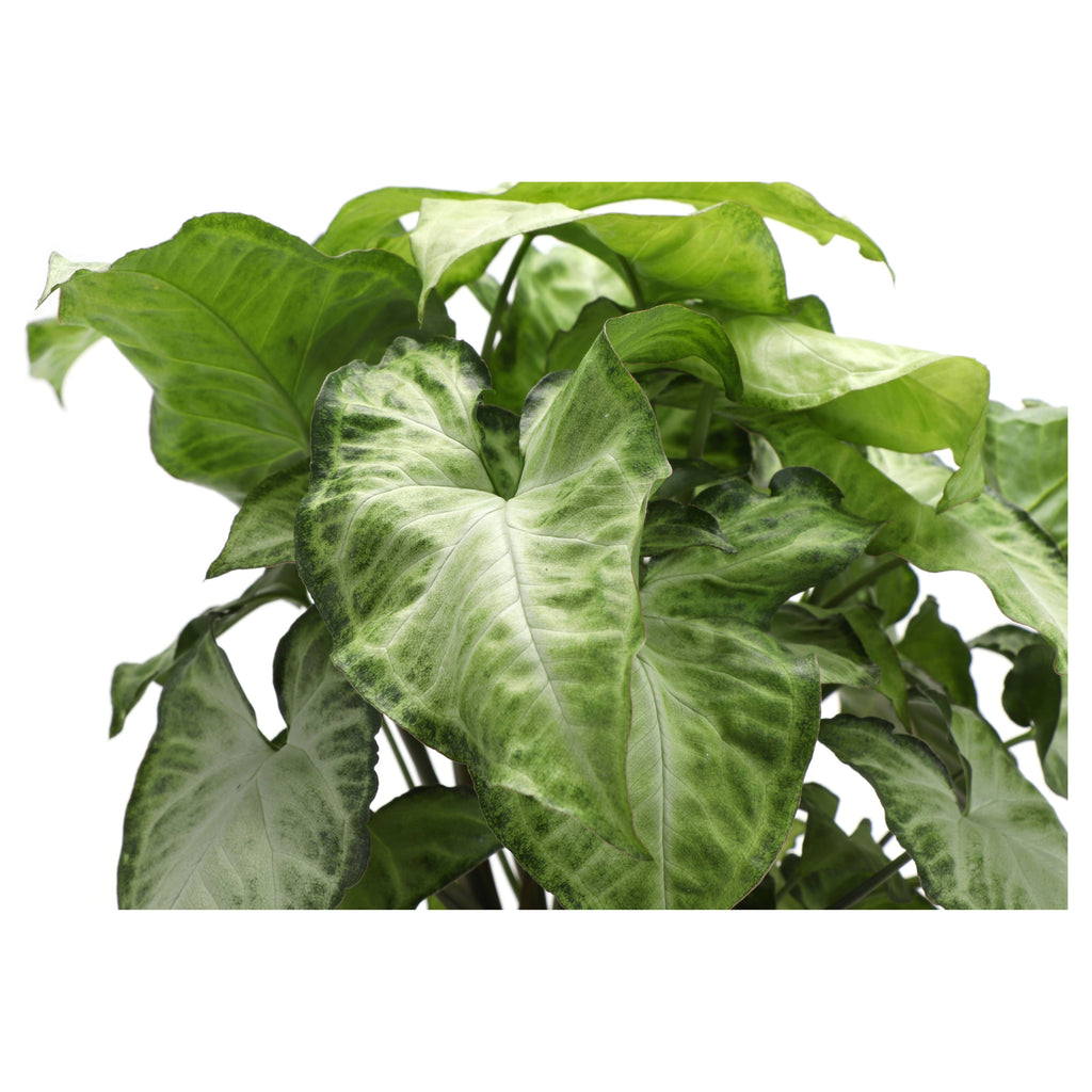Live Plant | Asst. Butterfly Syngonium - 3" Pot