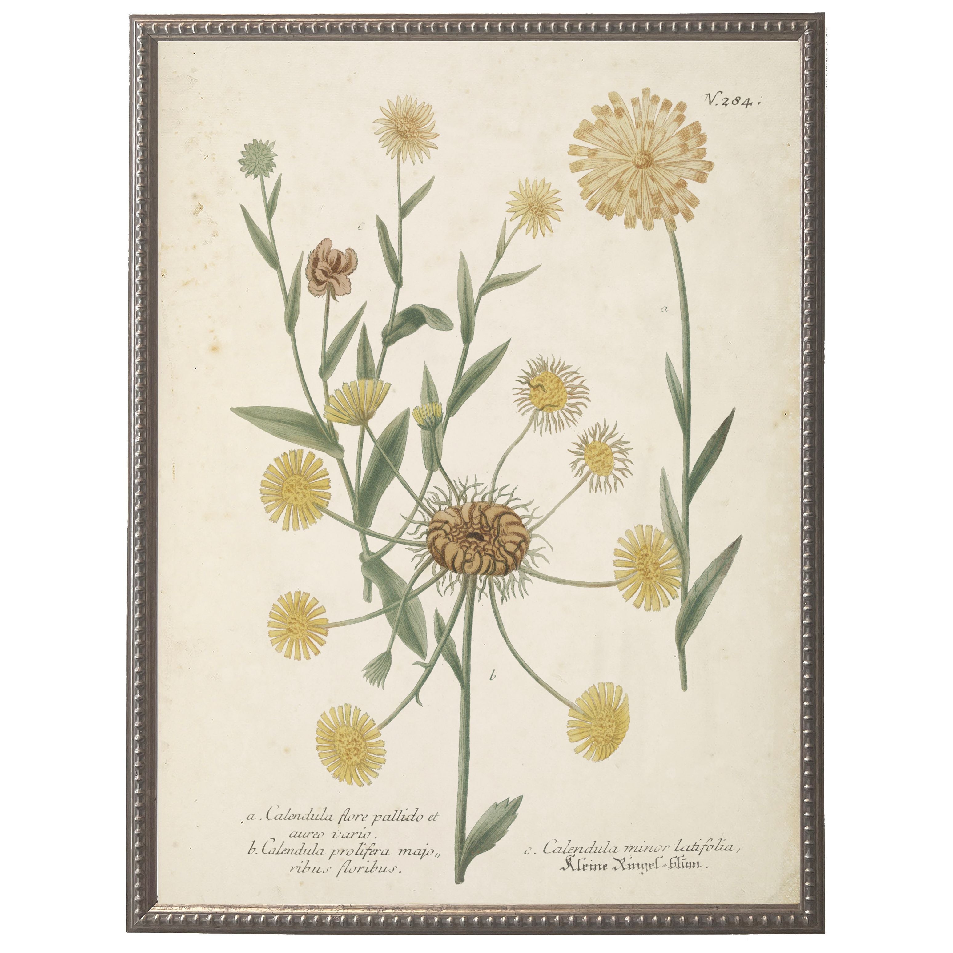 Vintage Flower Bookplate | 16" x 20"