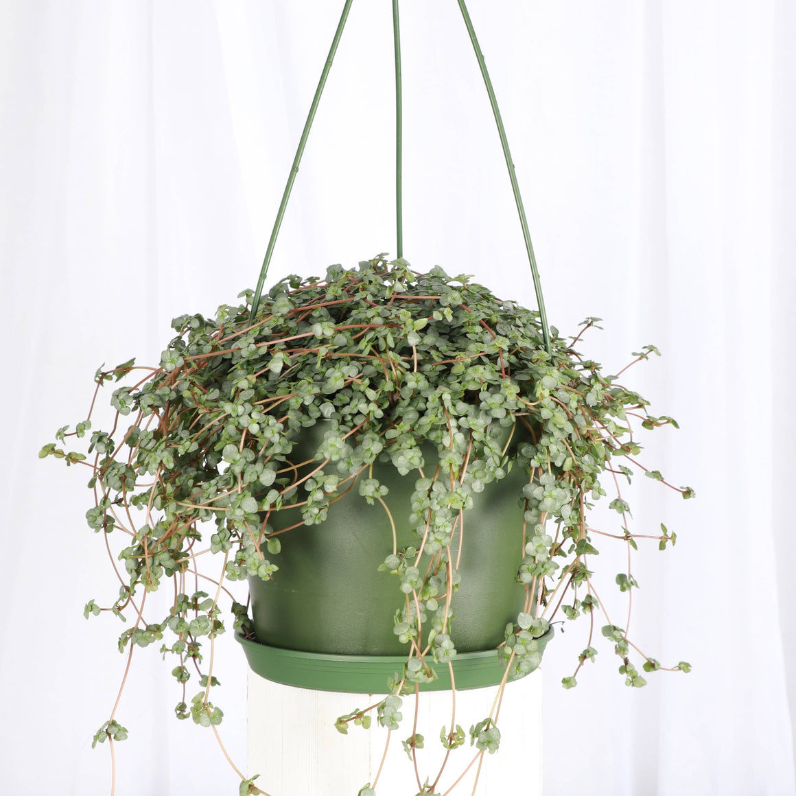 Live Plant | Pilea Aquamarine Plant (Baby Tears) Hanging