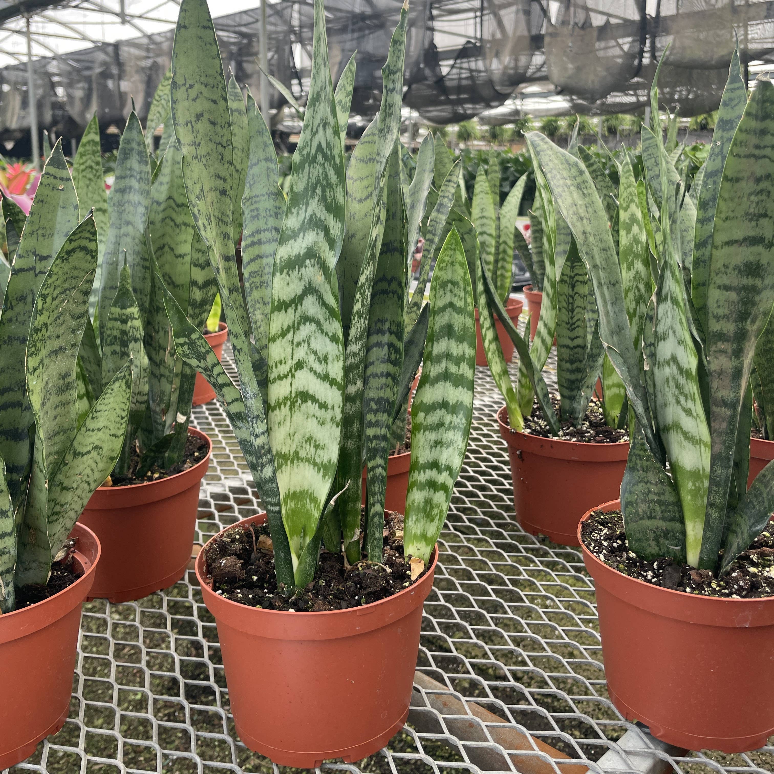 Live Plant | Snake Plant 'Zeylancia - 3" Pot