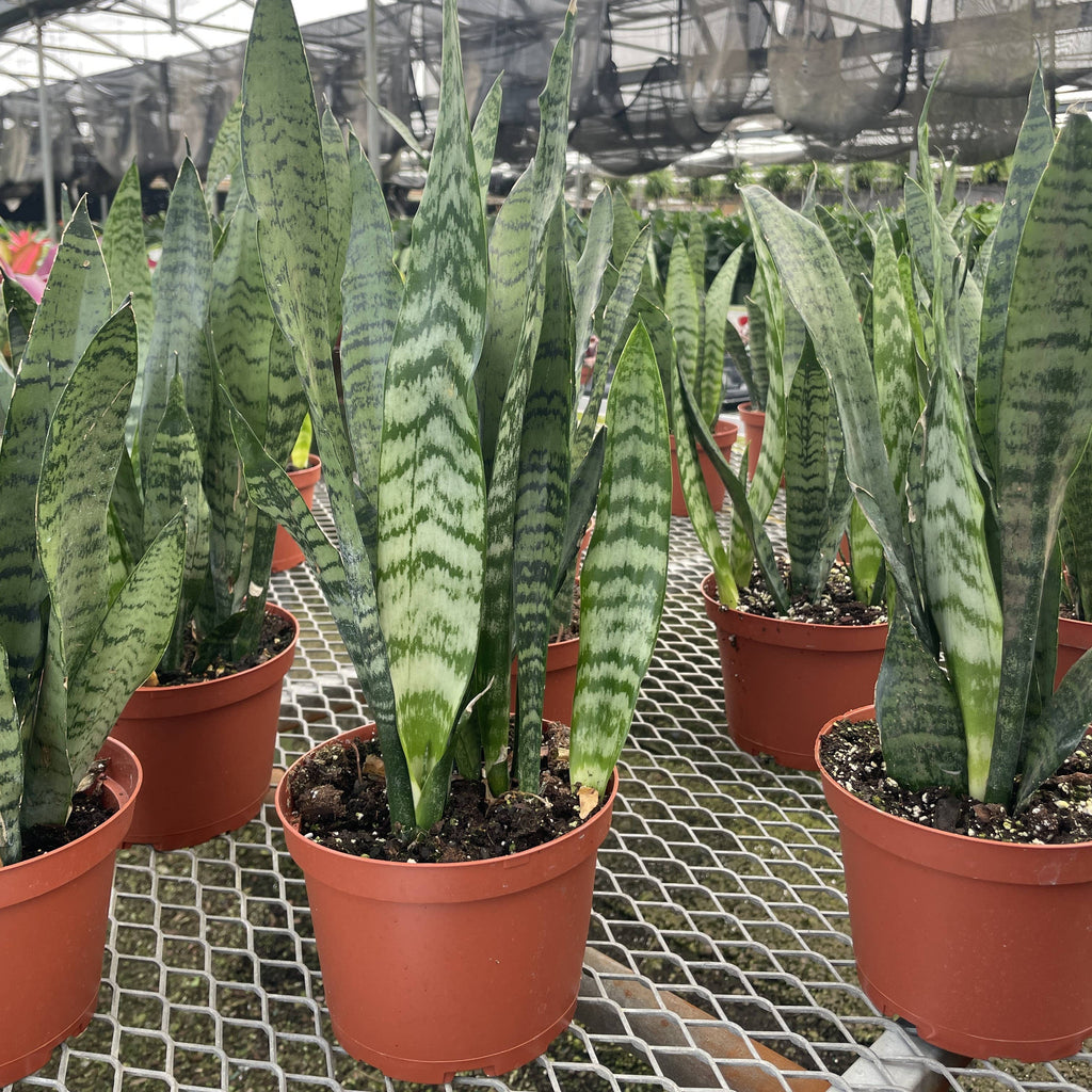 Live Plant | Snake Plant 'Zeylancia - 4" Pot