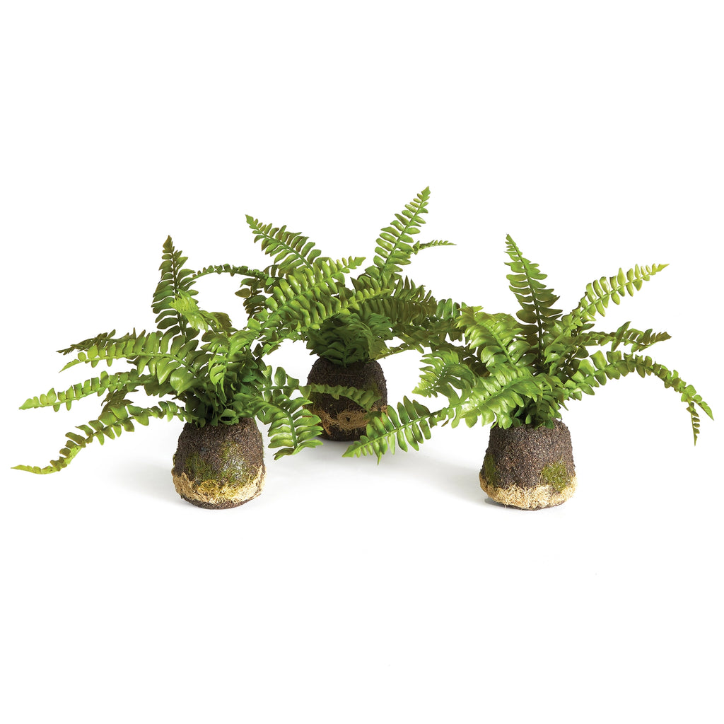 Boston Fern Drop-In