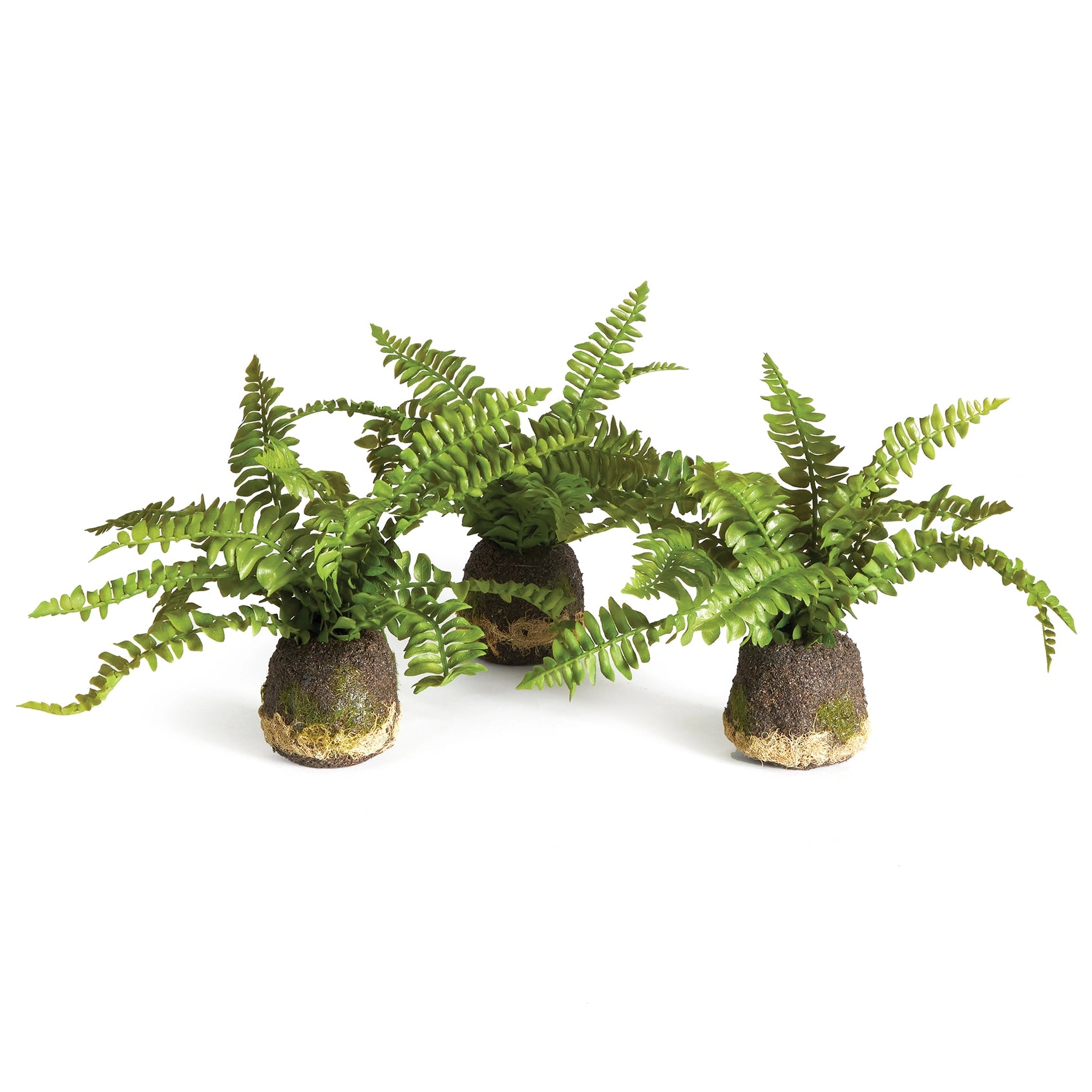 Boston Fern Drop-In