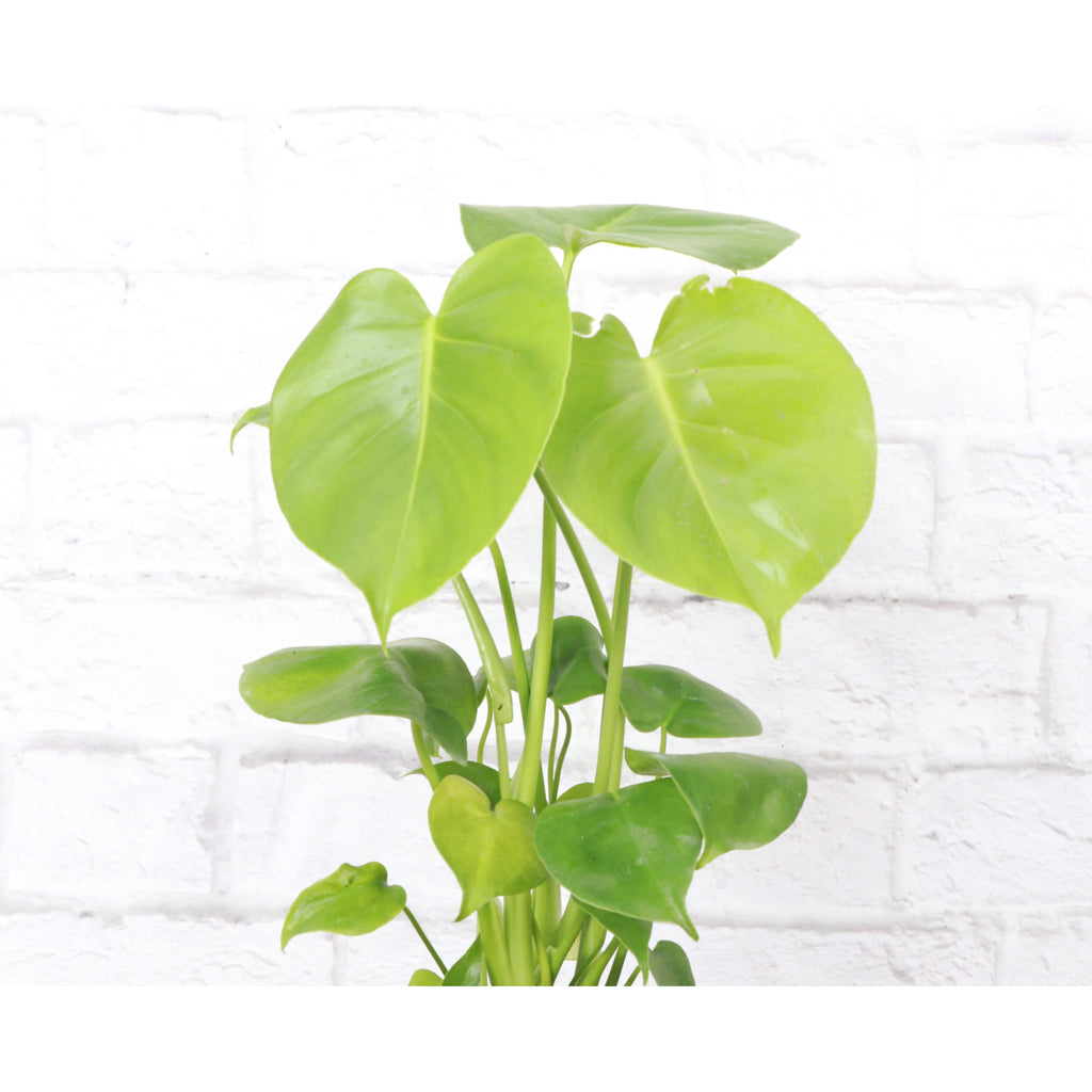Live Plant | Monstera Deliciosa (Swiss Cheese Plant) - 4" Pot