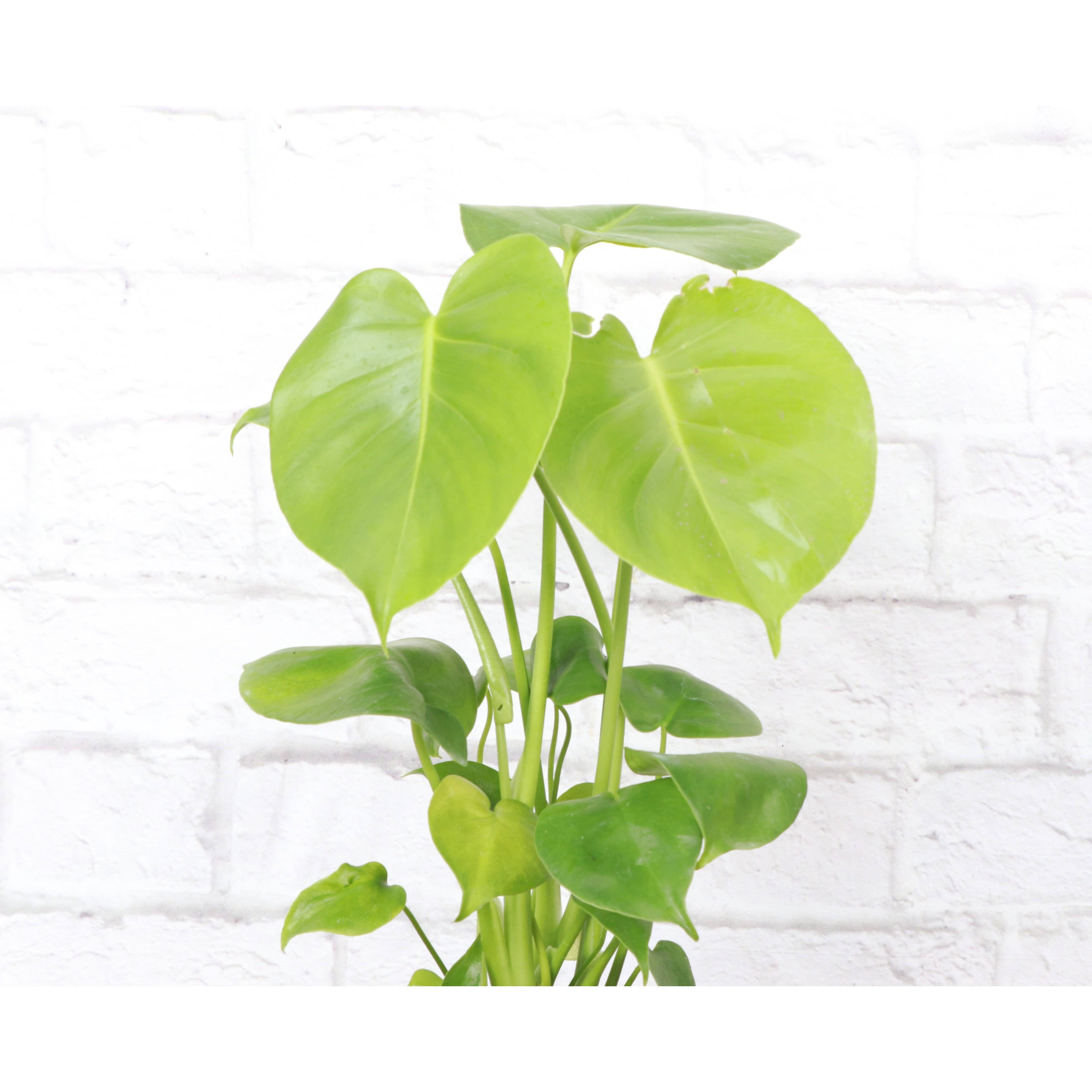 Live Plant | Monstera Deliciosa (Swiss Cheese Plant) - 4" Pot