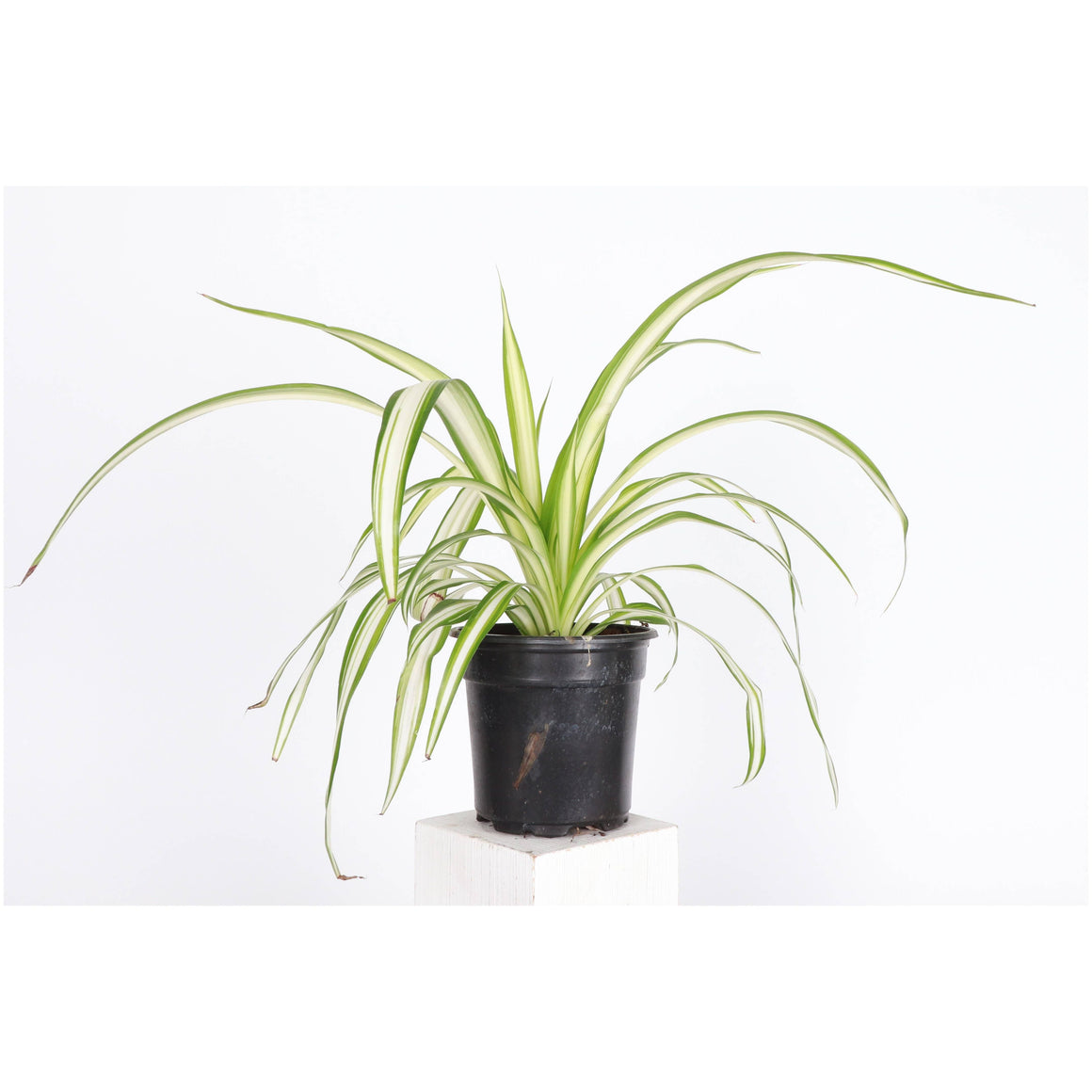 Live Plant | Spider Plant - 4" Pot