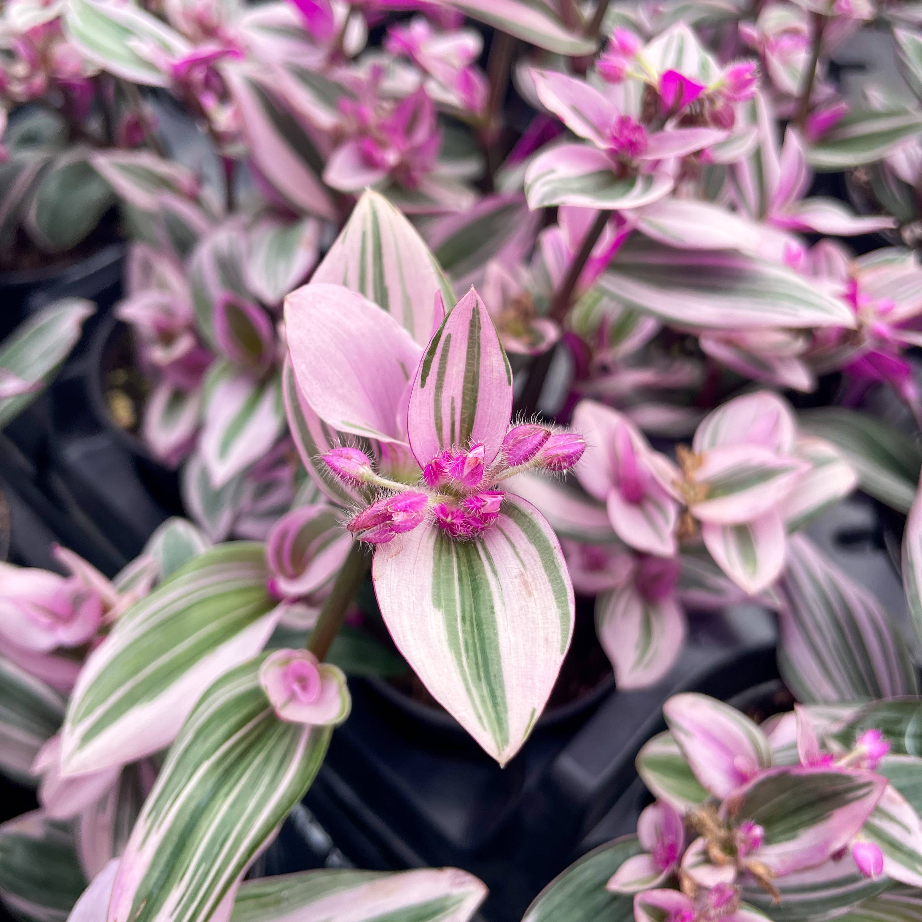 Live Plant | Tradescantia Nanouk - 4" Pot