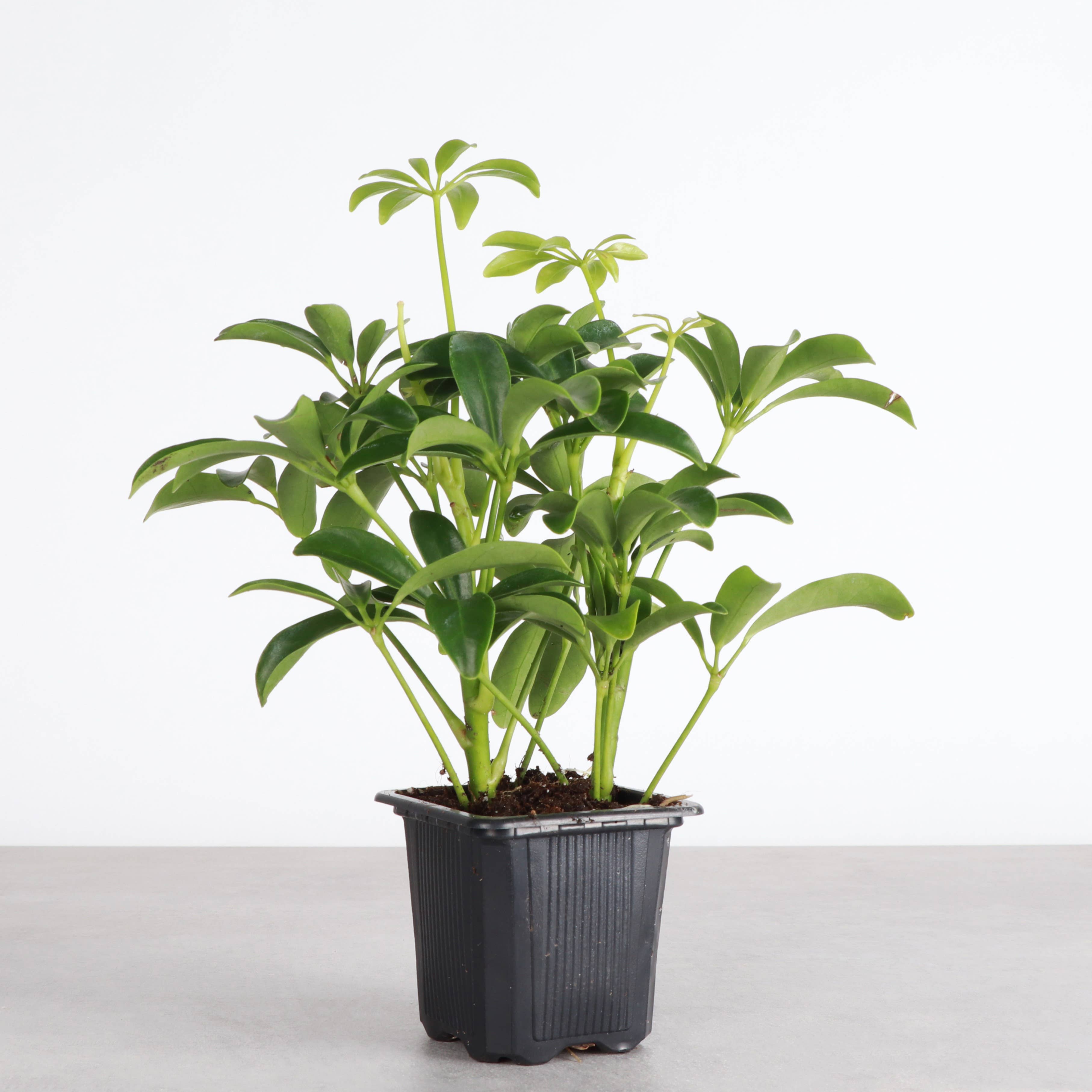 鉢・プランター Umbrella Tree Pot DIABOLOS Live Plant | Umbrella Tree - 3