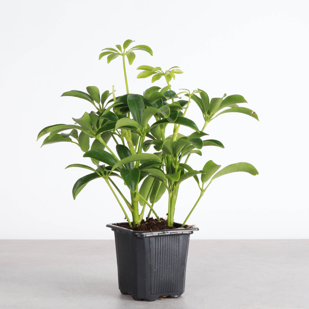 Live Plant | Umbrella Tree -  3" Pot