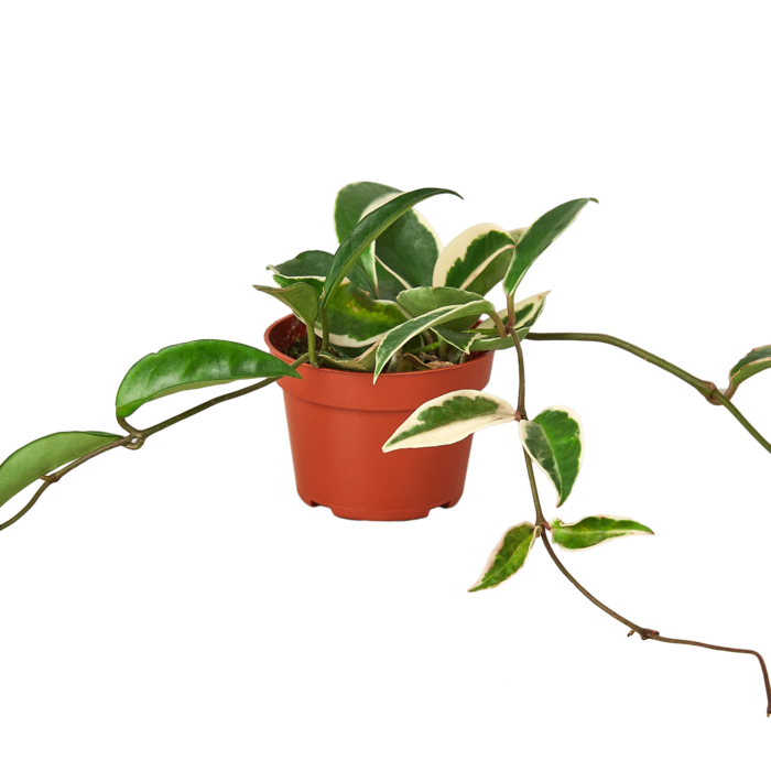 Live Plant | "Hoya Crimson Queen" | 6"