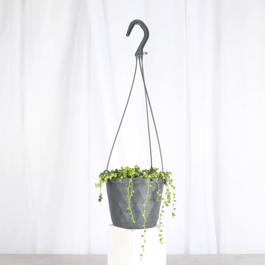 Live Plant | String of Pearls Plant - Hanging