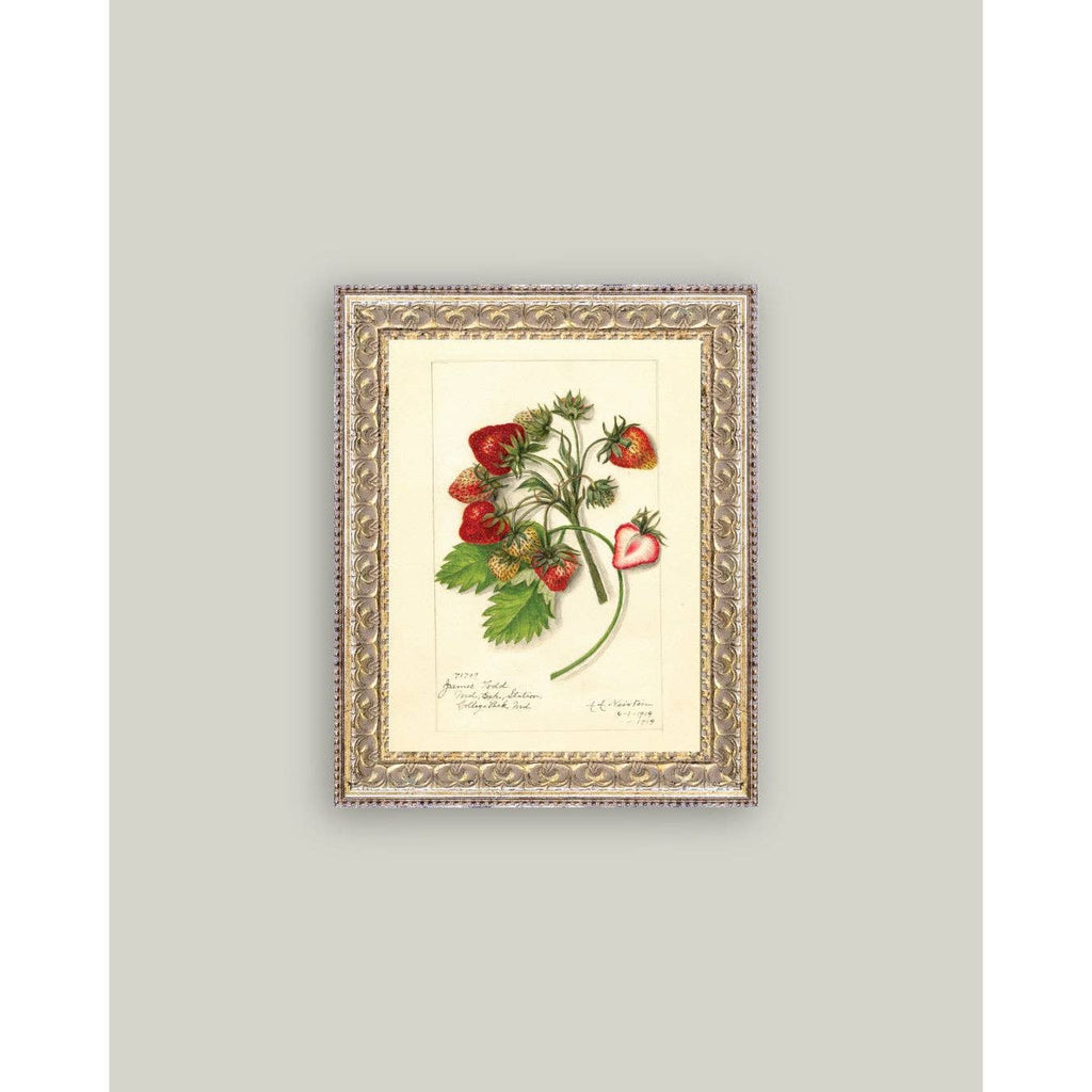 Framed Antique Art | Study of Strawberries - 5x7
