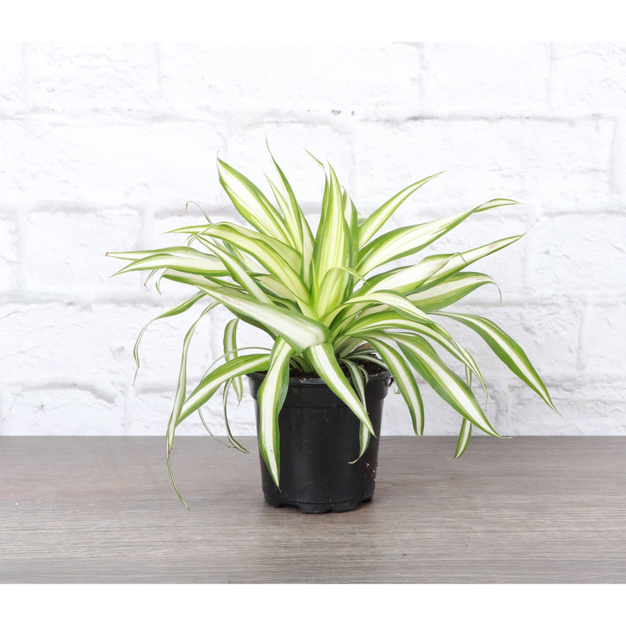 Live Plant | Spider Plant - 4" Pot
