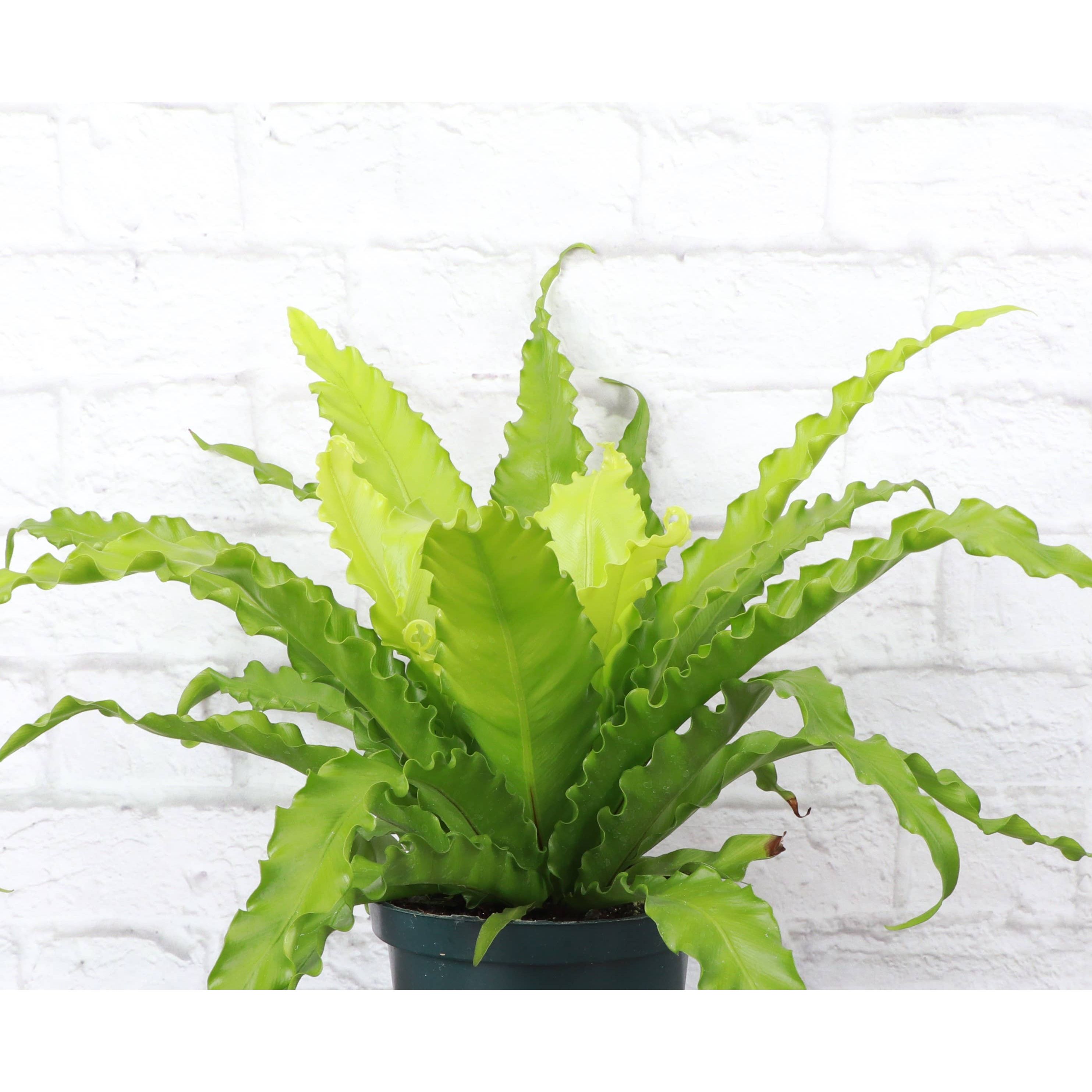 Live Plant | Victoria Bird's-Nest Fern - 6" Pot