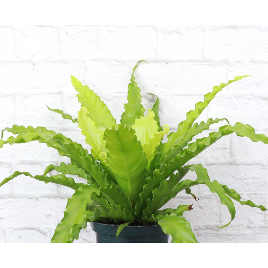 Live Plant | Victoria Bird's-Nest Fern - 6" Pot