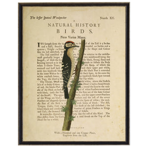The Lesser Spotted Woodpecker Custom Framed Art