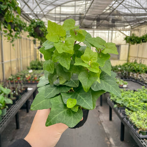 Live Plant | English Ivy - 4" Pot